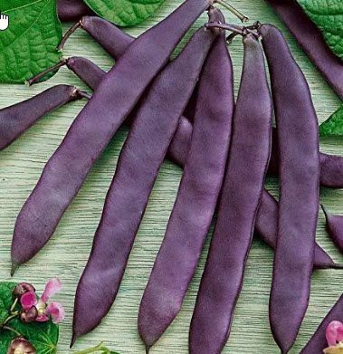 Legumes: Beans, Purple