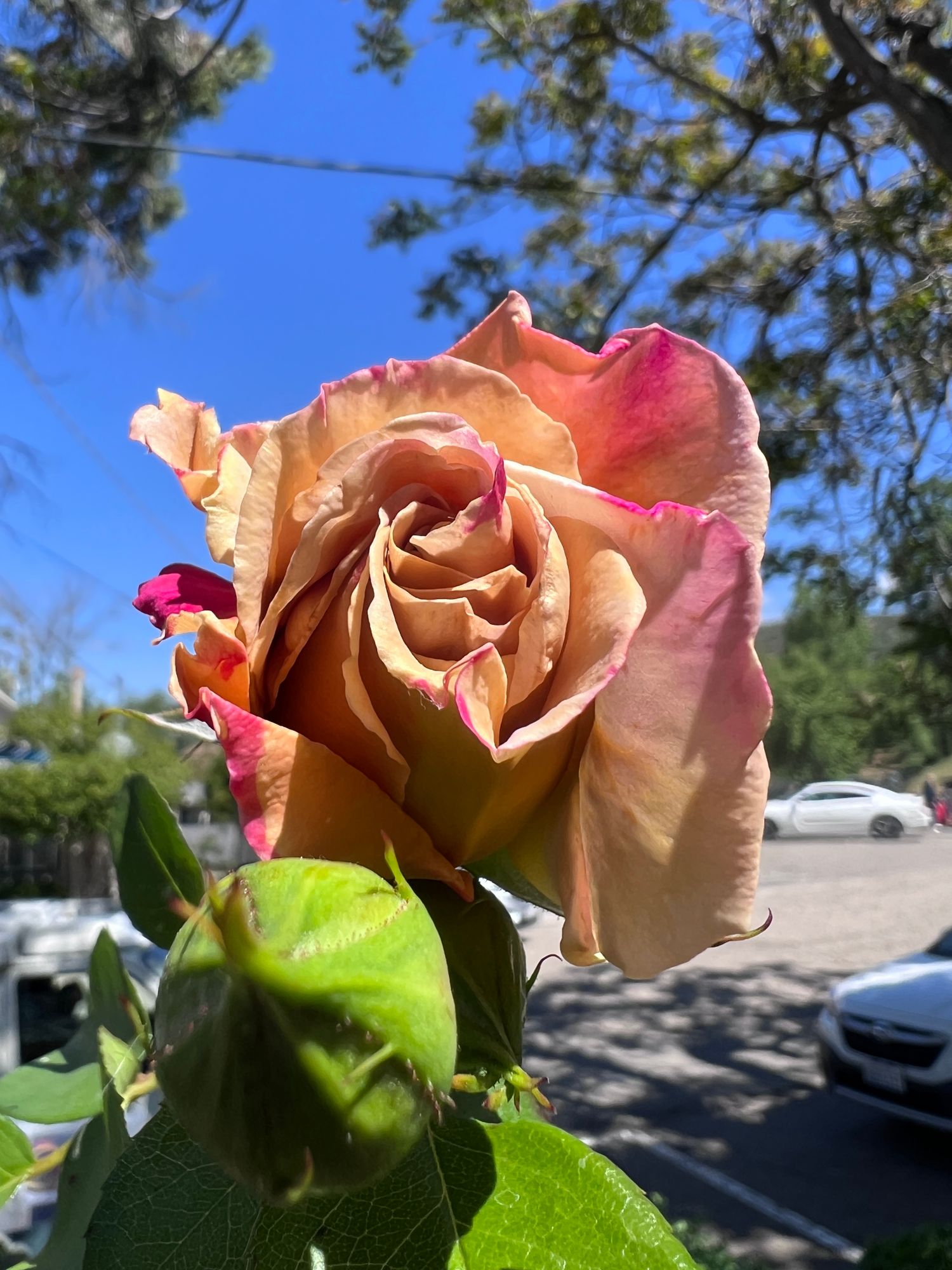 ROSA hybrida Honey Dijon