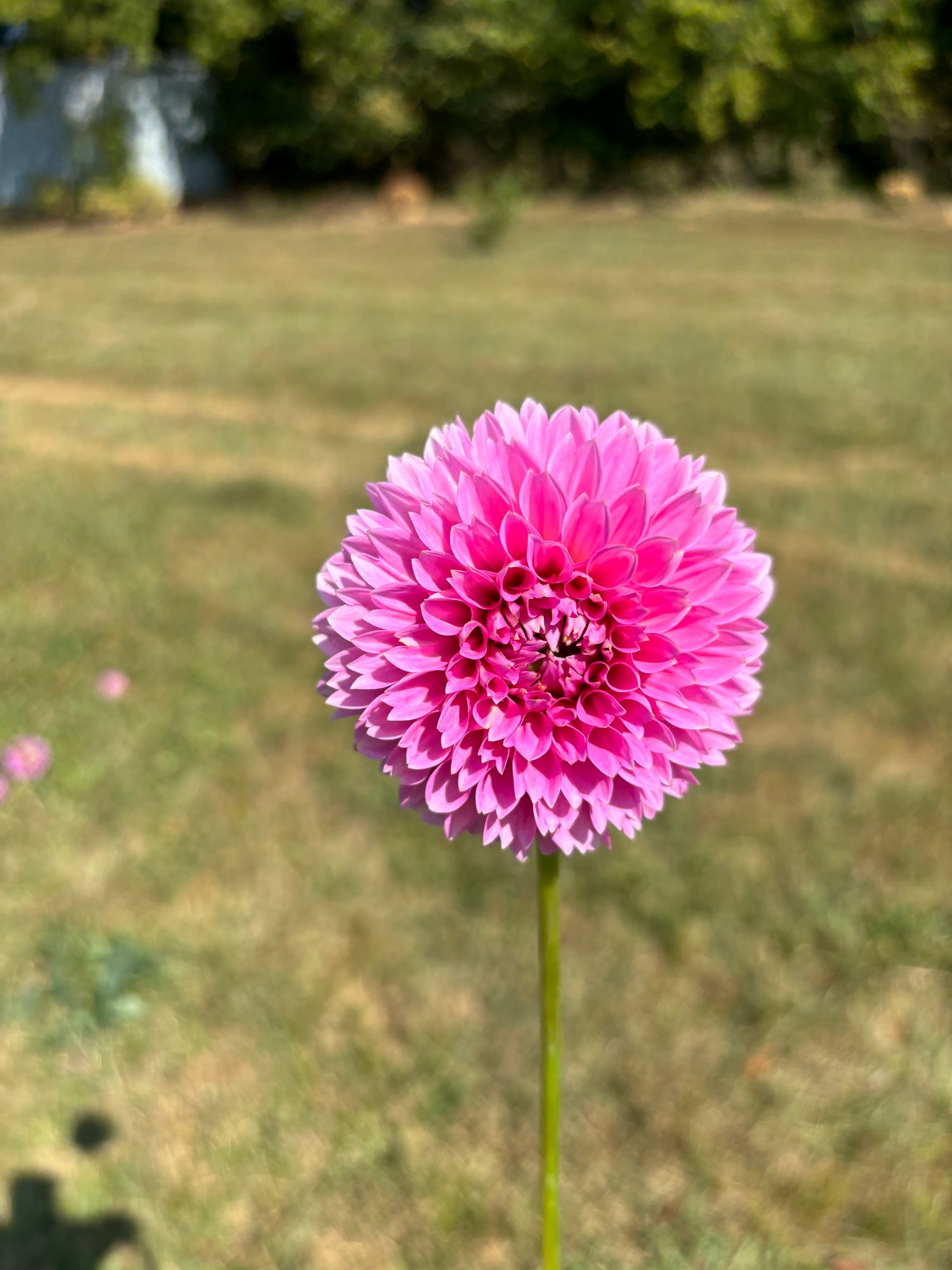 DAHLIA Sweet Fabienne