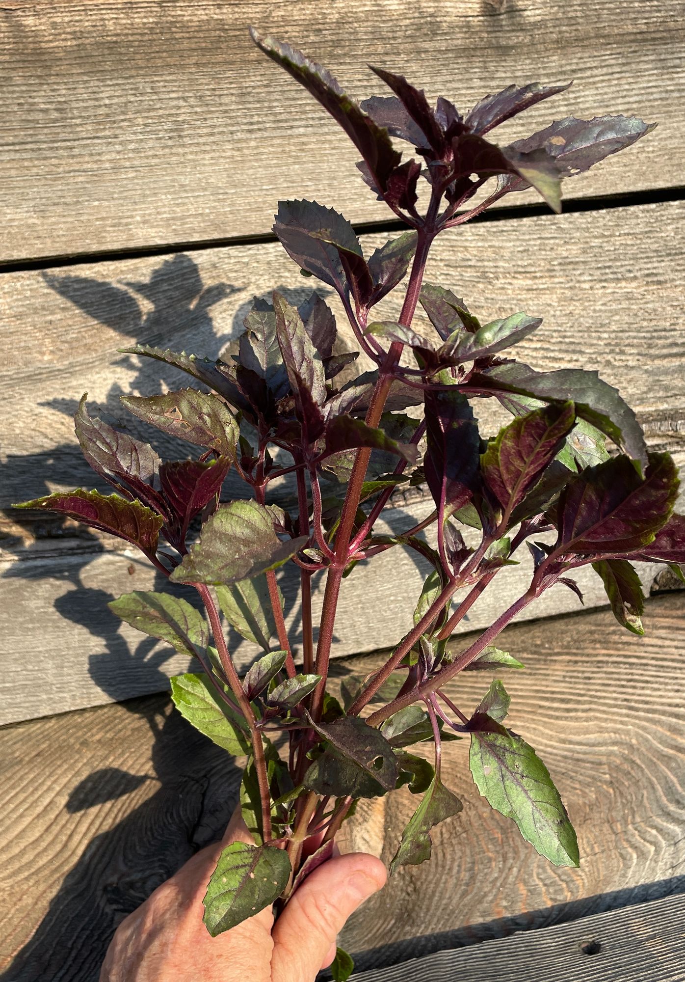 OCIMUM basilicum Aromatto