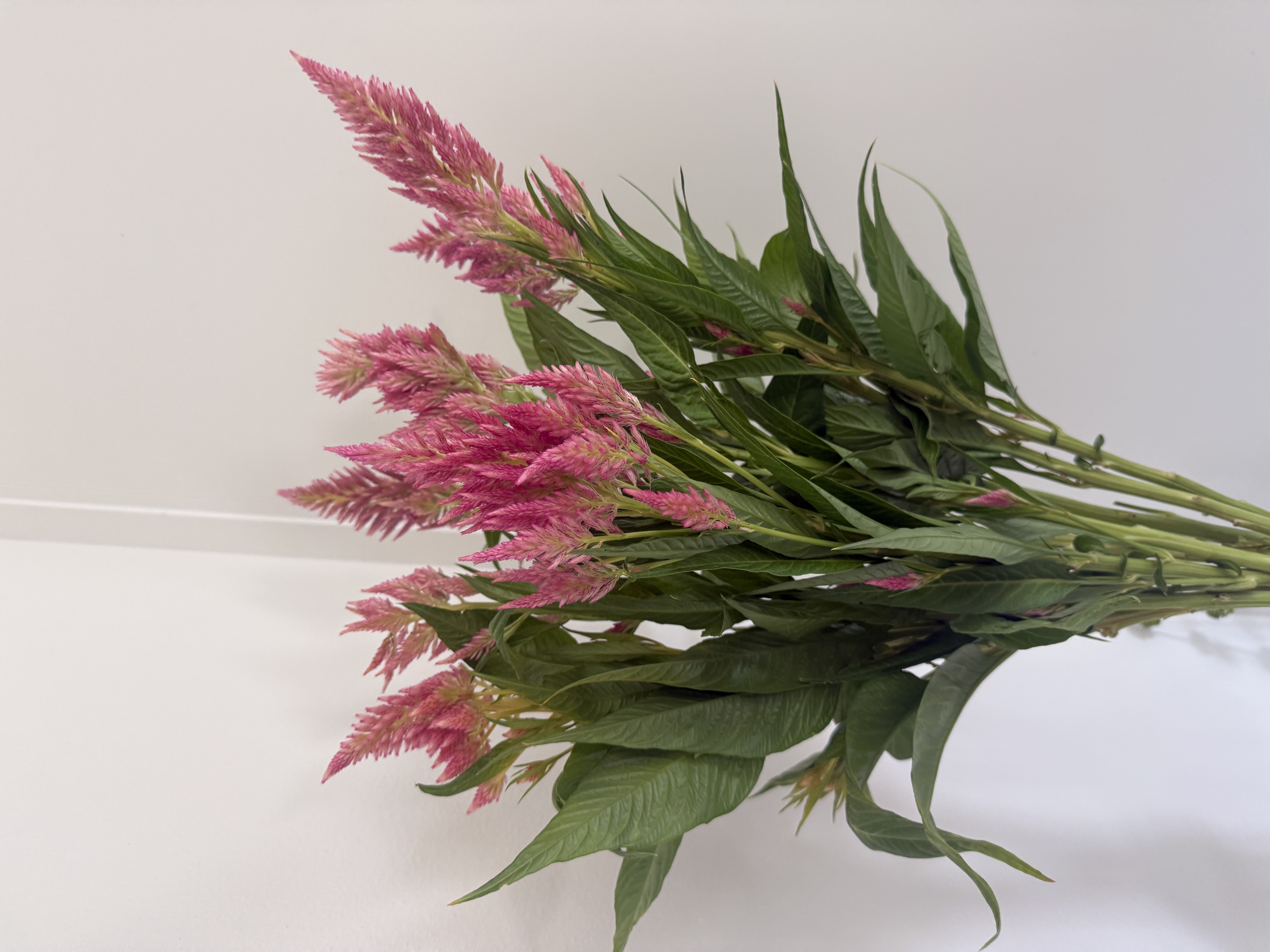 CELOSIA argentea var. plumosa Spun Sugar