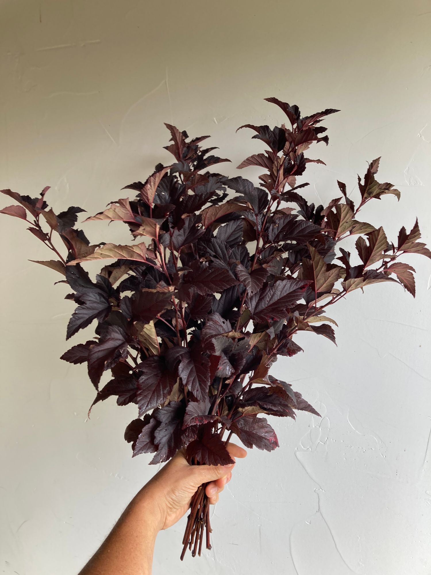 PHYSOCARPUS opulifolius