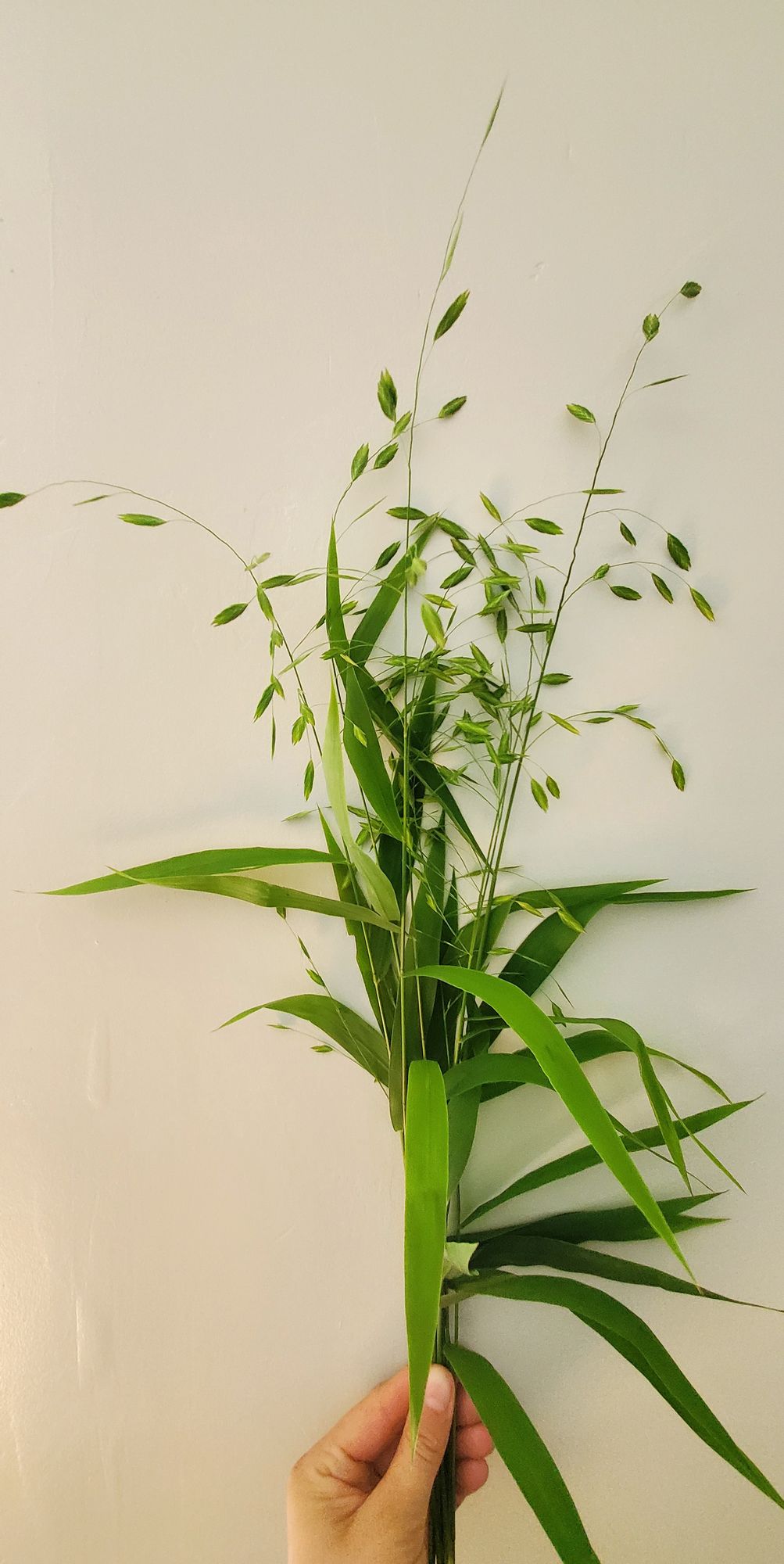 BOUTELOUA curtipendula