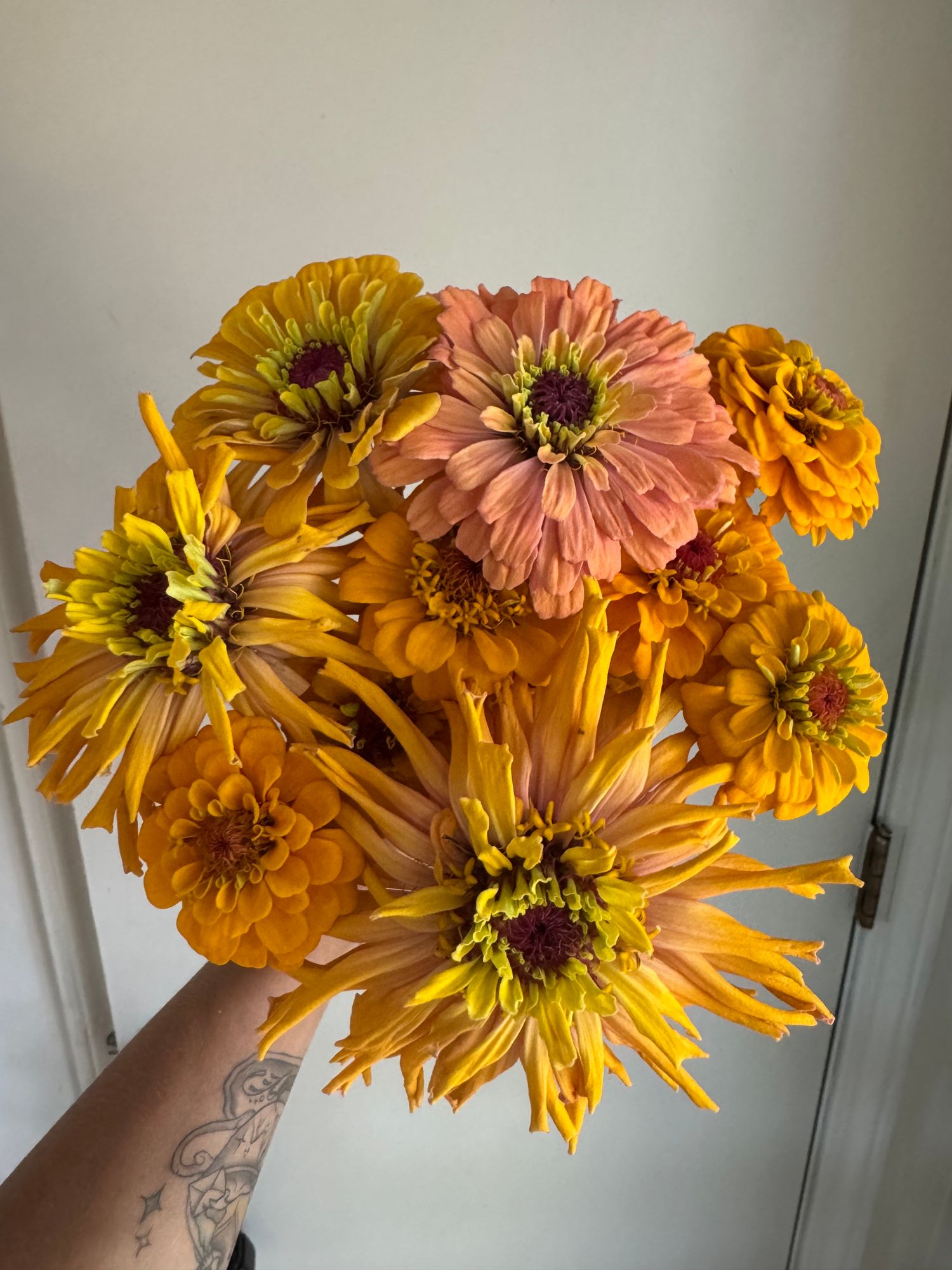 ZINNIA