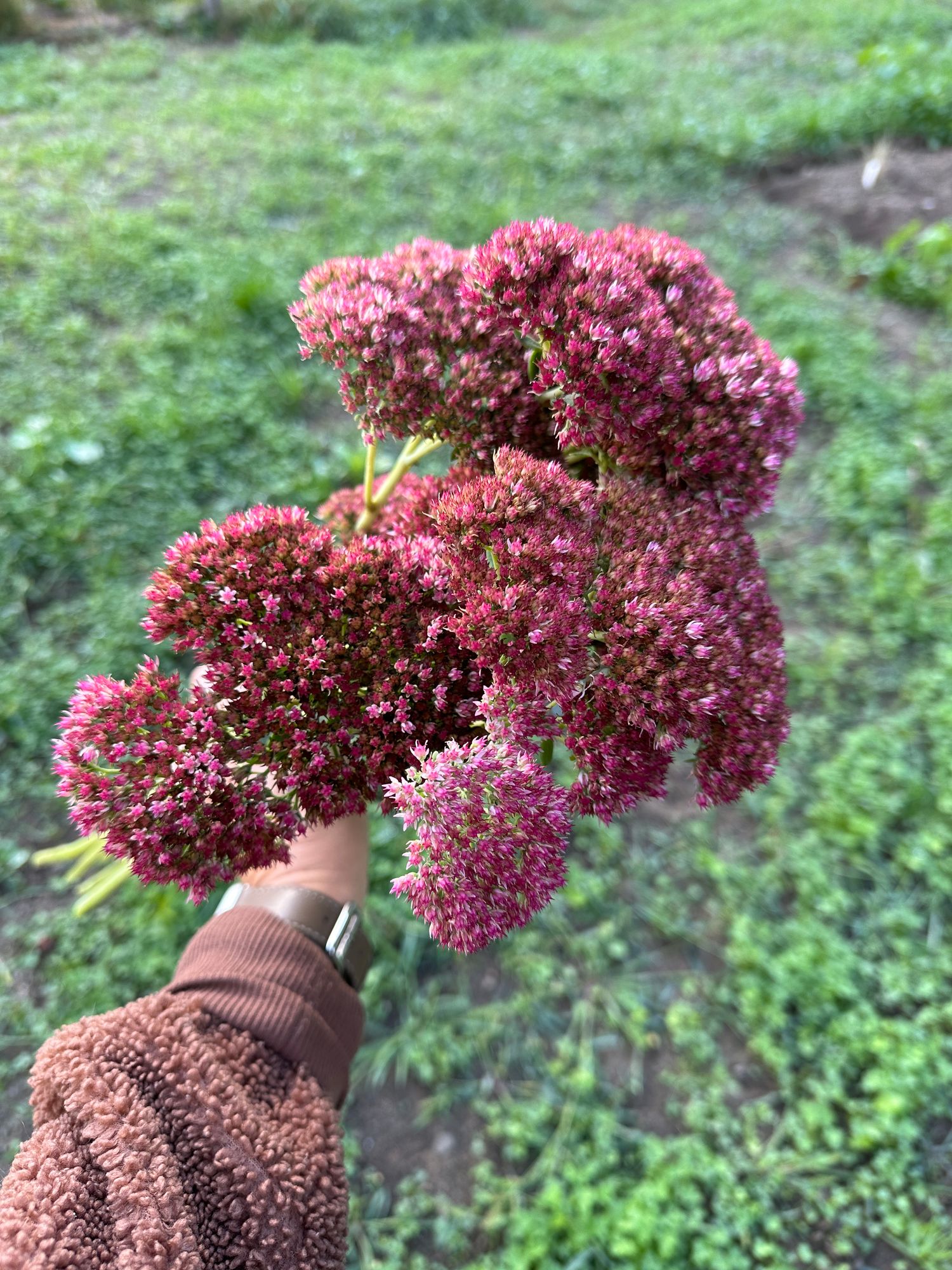 HYLOTELEPHIUM spectabile Autumn Joy