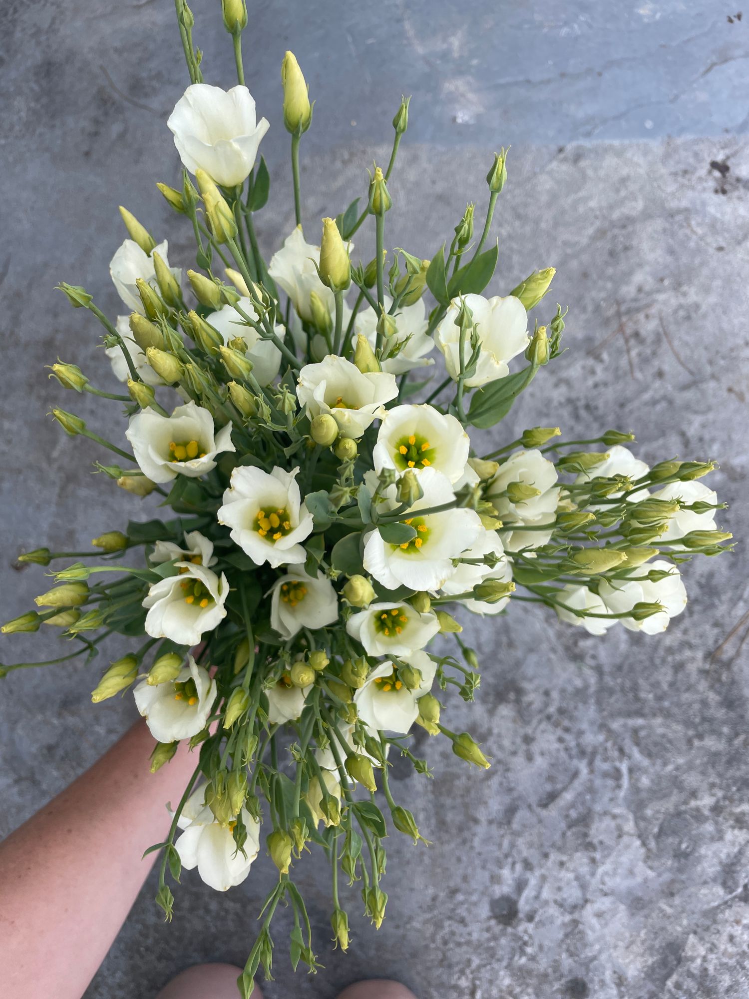 EUSTOMA grandiflorum Macherie