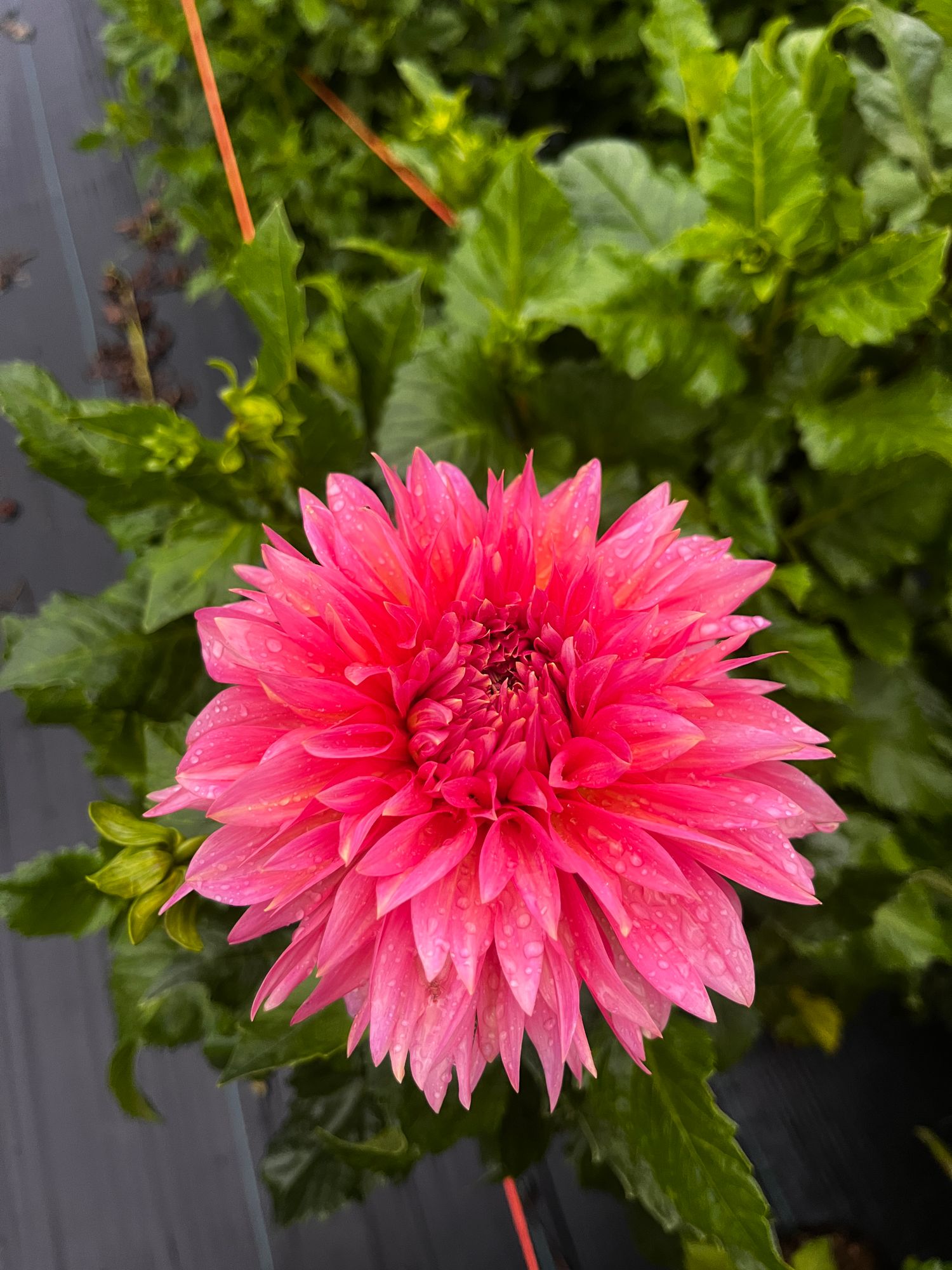 DAHLIA Kenora Lisa