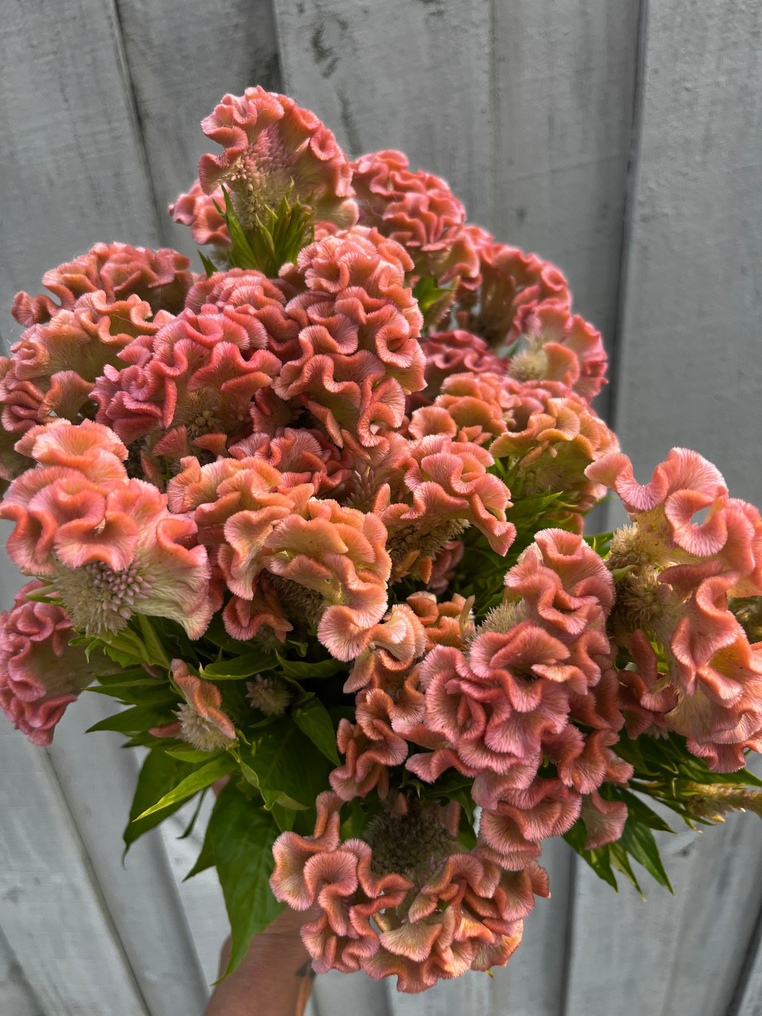 CELOSIA