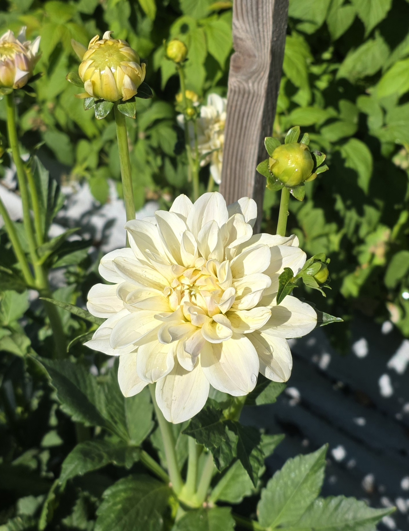 DAHLIA Caramel Antique