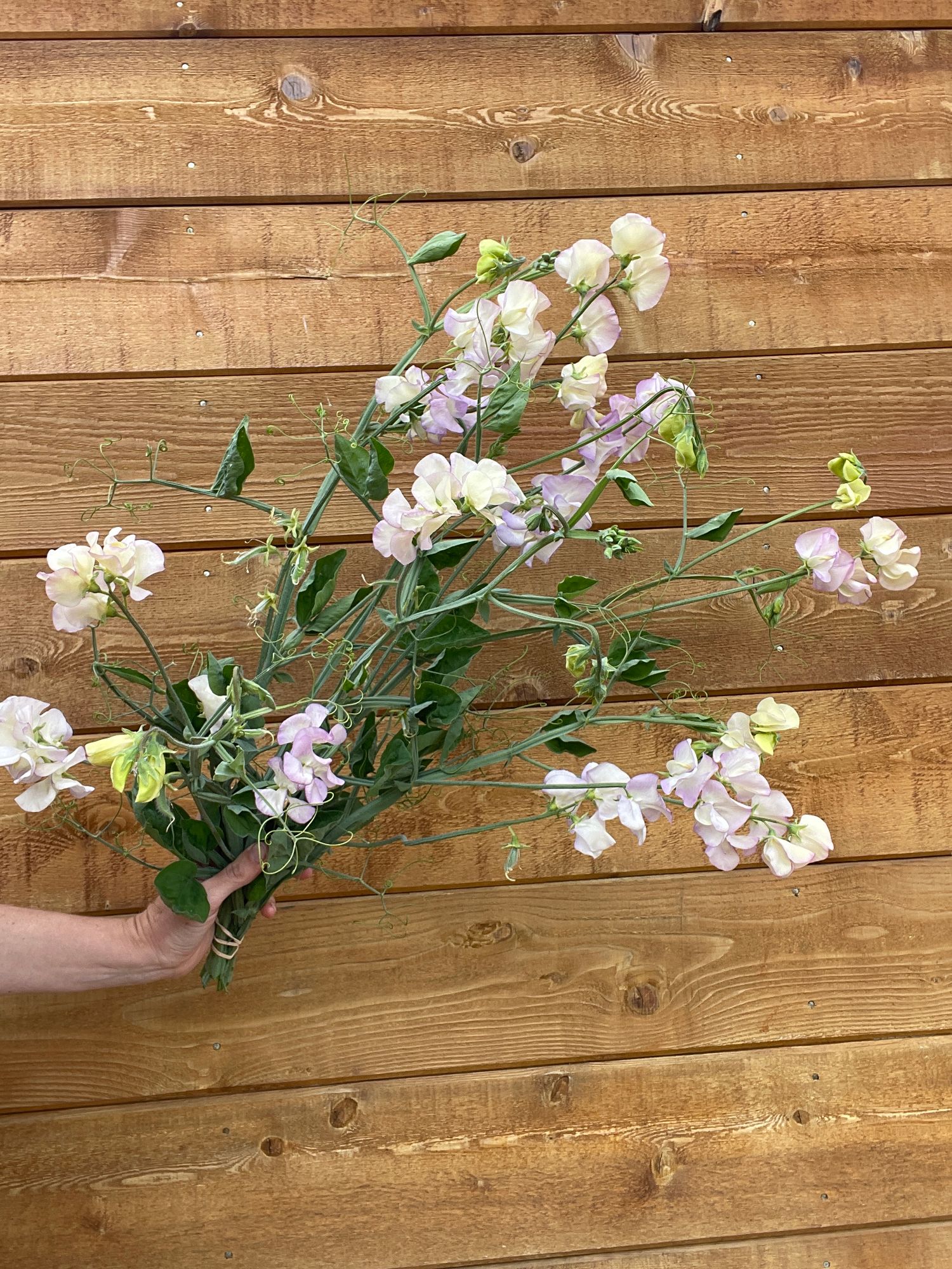 LATHYRUS odoratus Kings High Scent