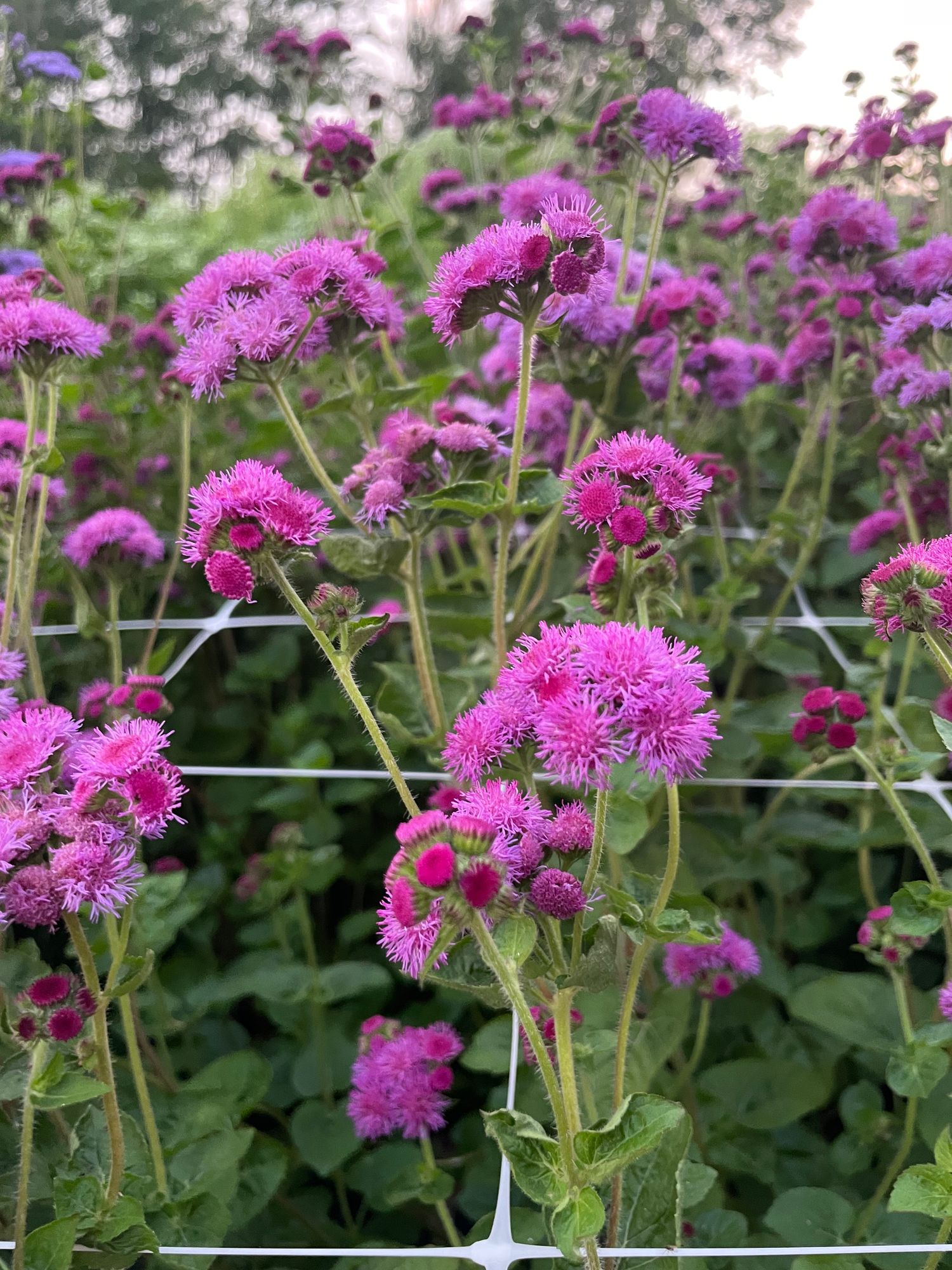 AGERATUM houstonianum Red Bouquet