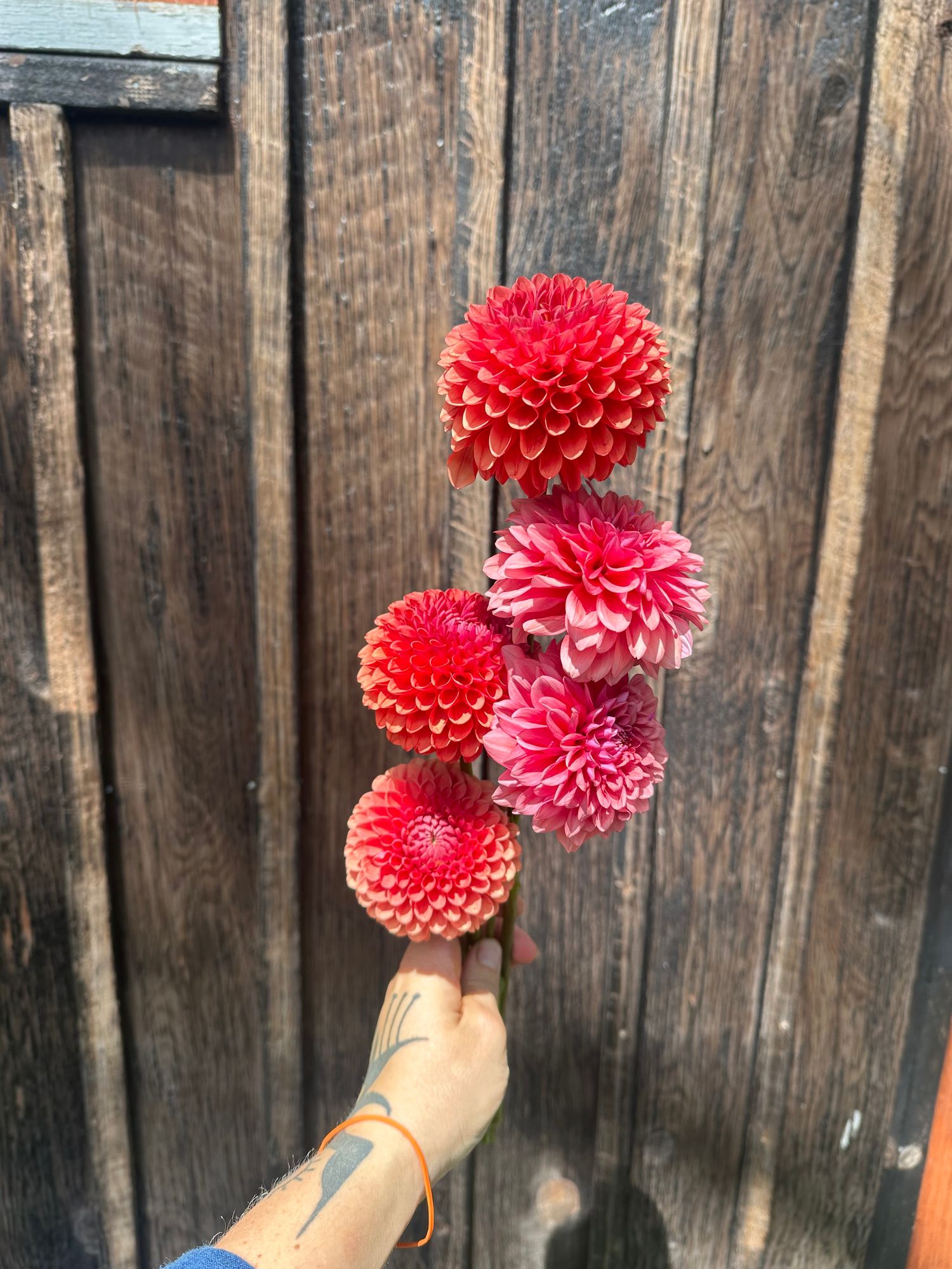 DAHLIA Brown Sugar