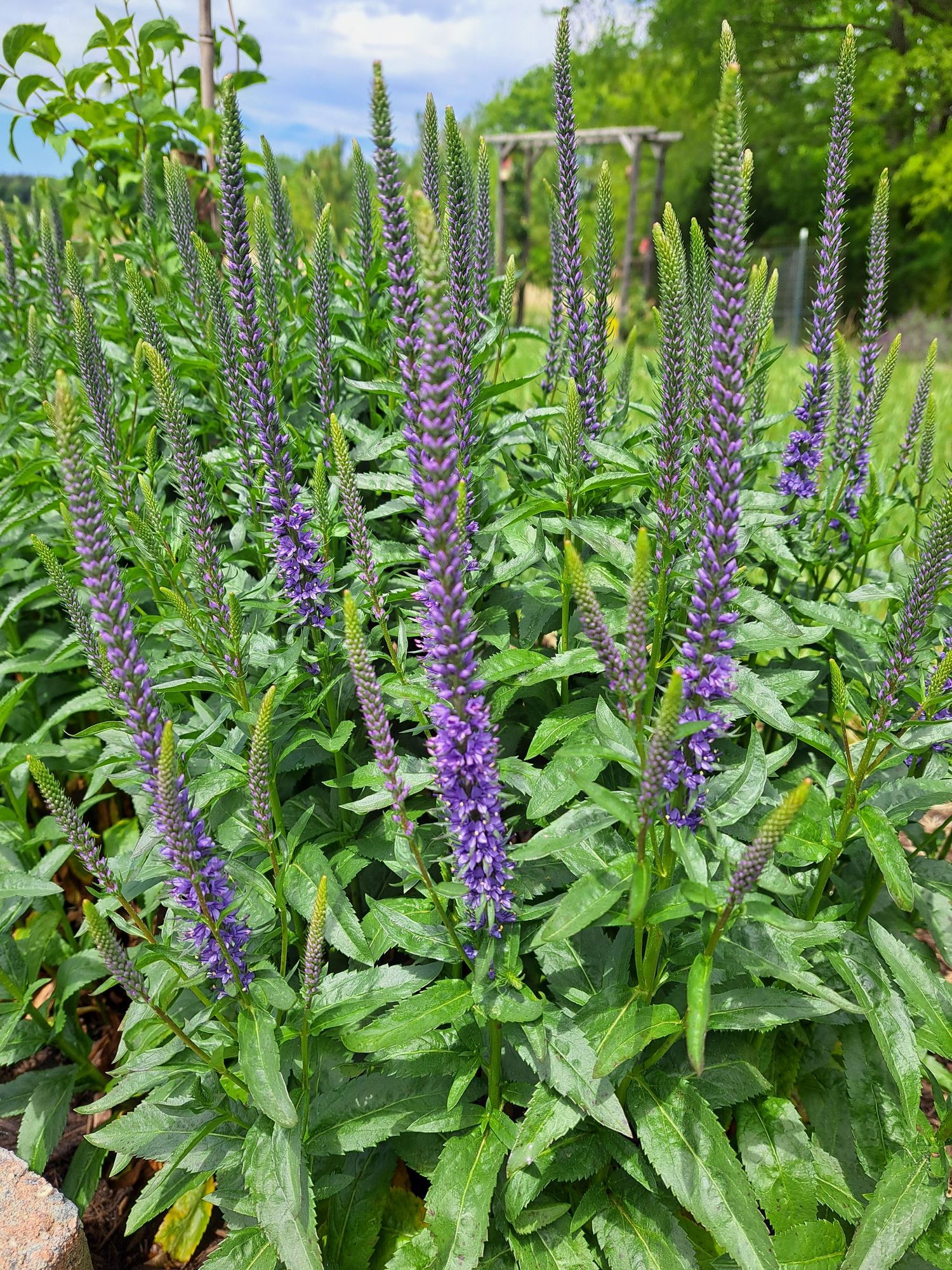 VERONICA longifolia Blue Skywalker
