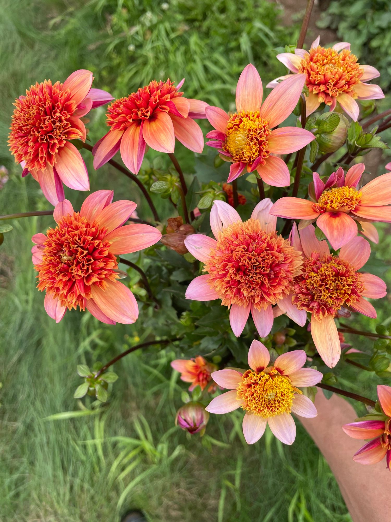 DAHLIA Totally Tangerine