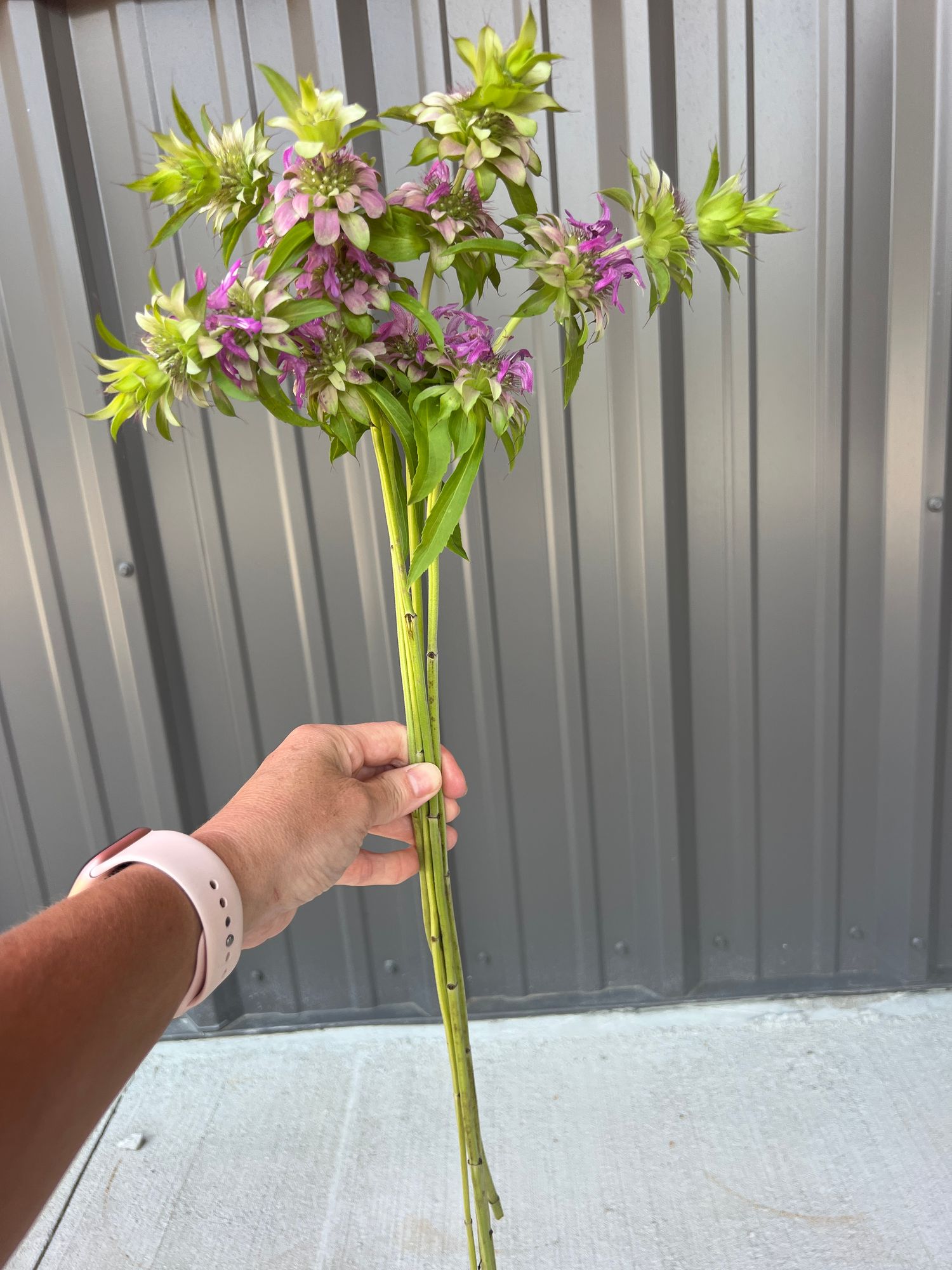 MONARDA citriodora Lambada