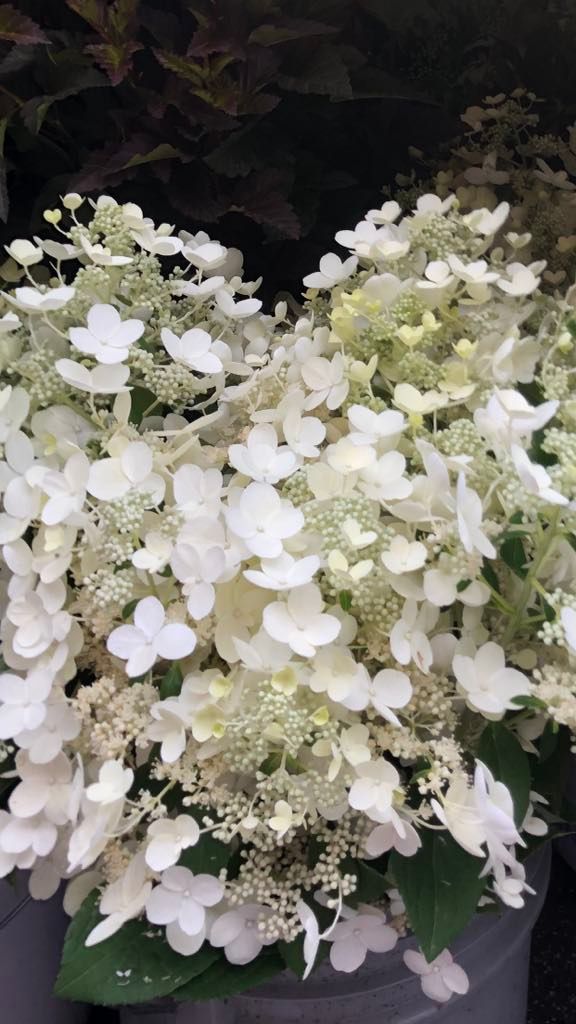 HYDRANGEA paniculata Quick Fire