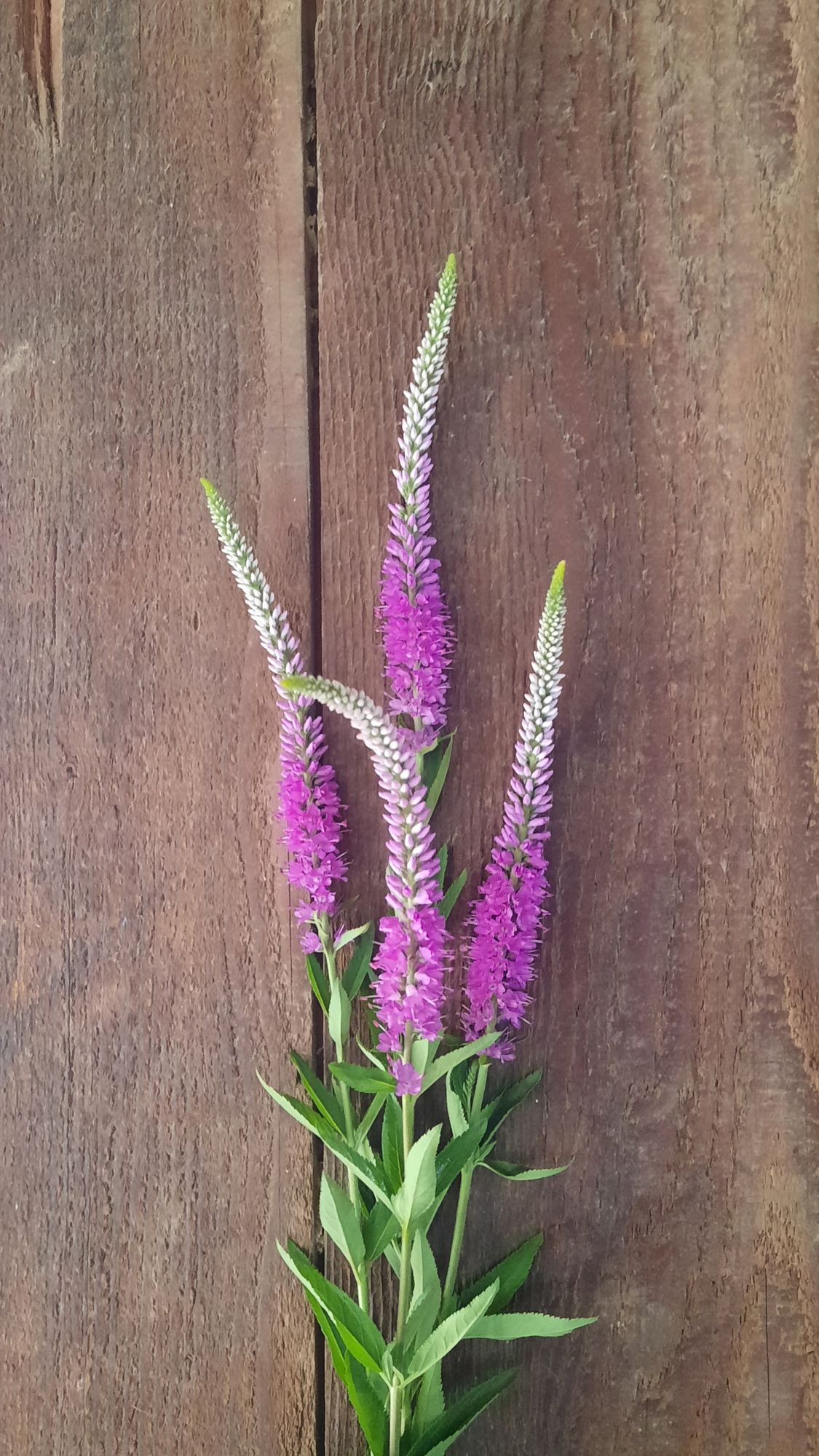 VERONICA longifolia Skyler