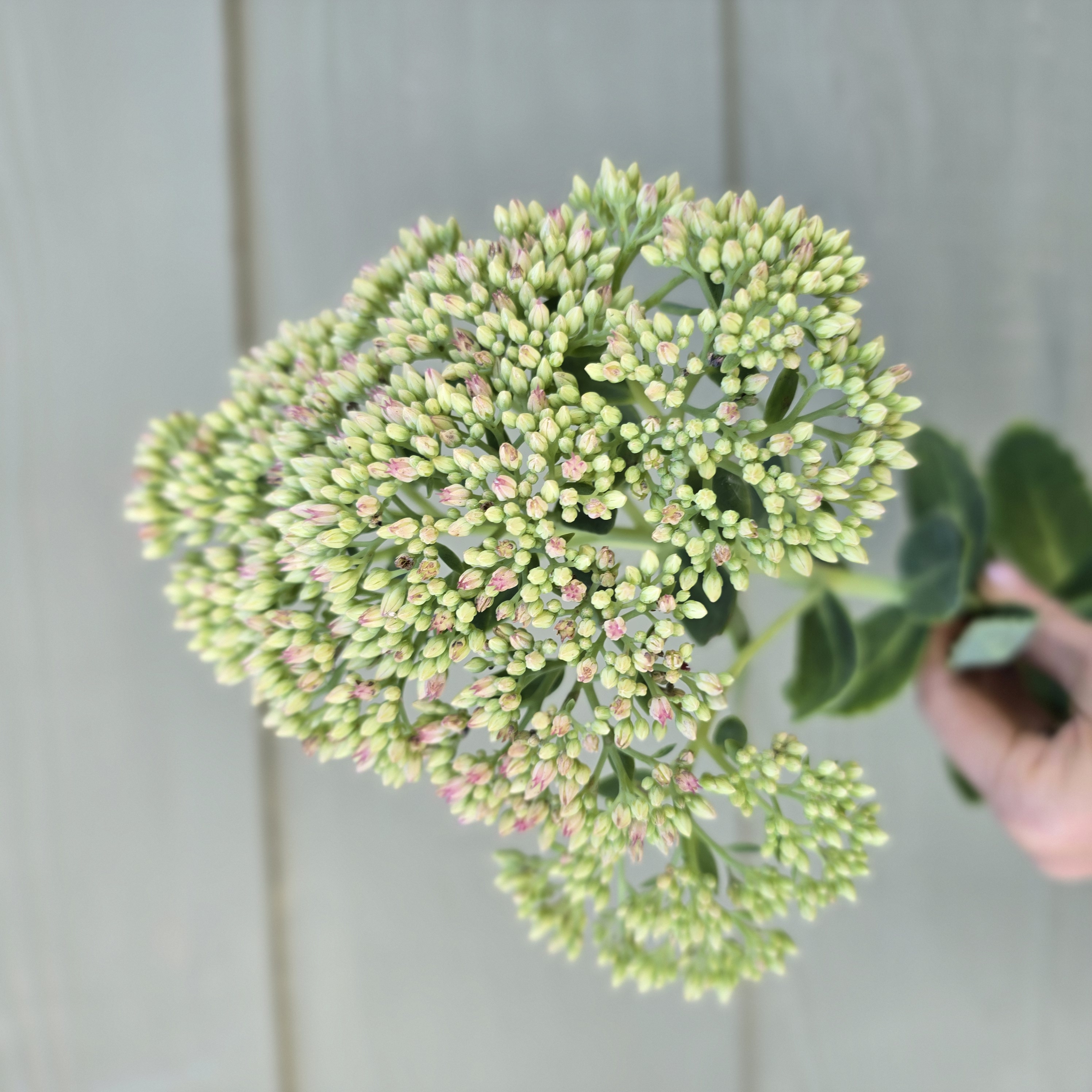 HYLOTELEPHIUM spectabile Autumn Joy