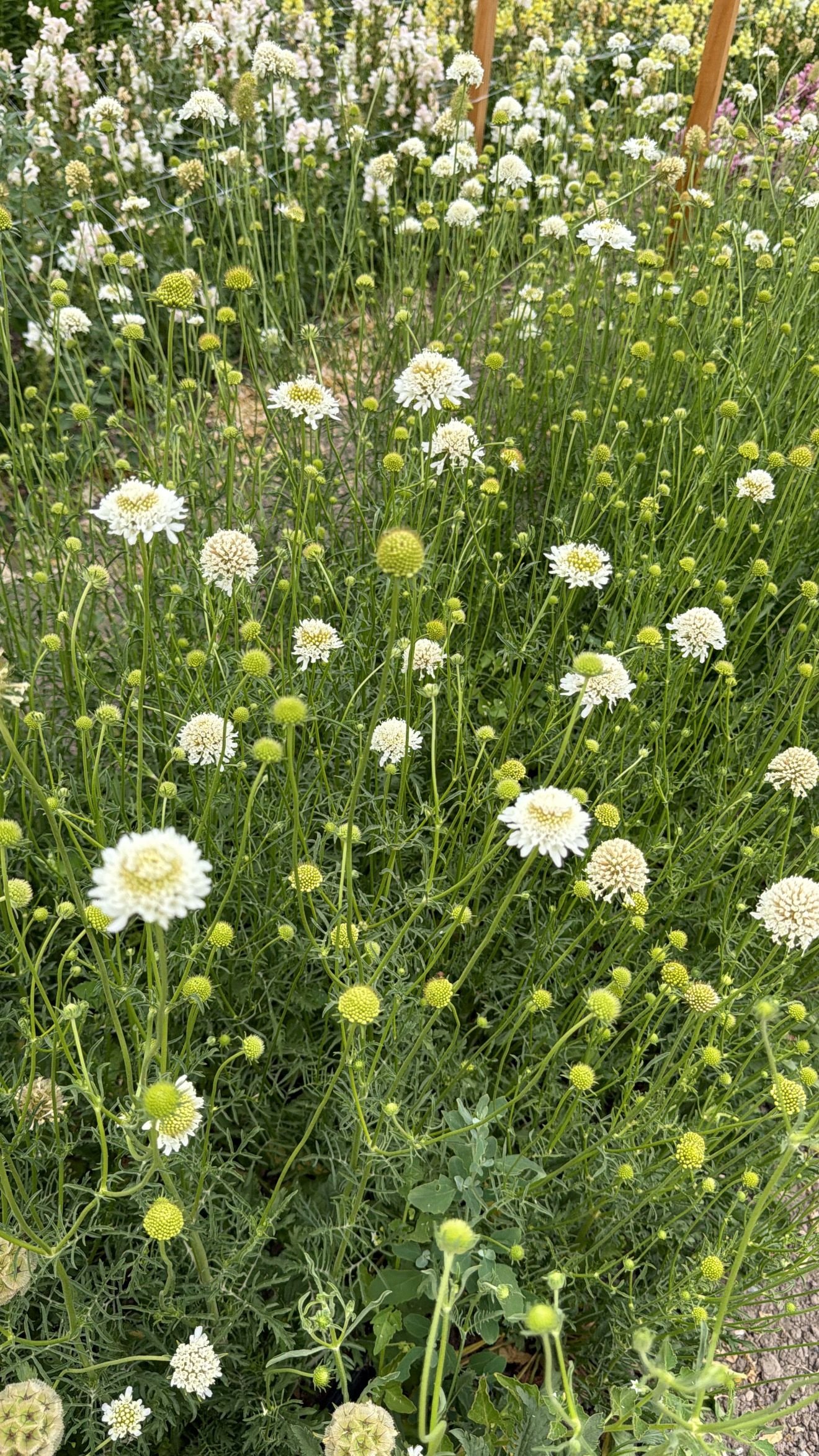 SCABIOSA atropurpurea Snowmaiden