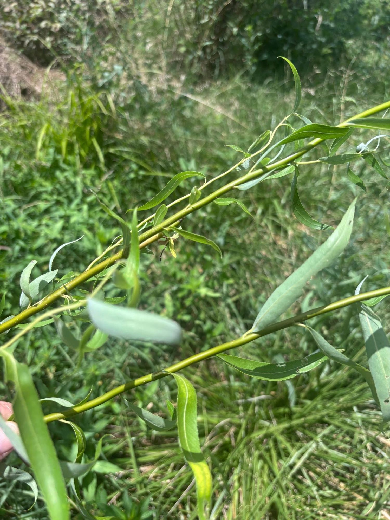 SALIX matsudana var. tortuosa