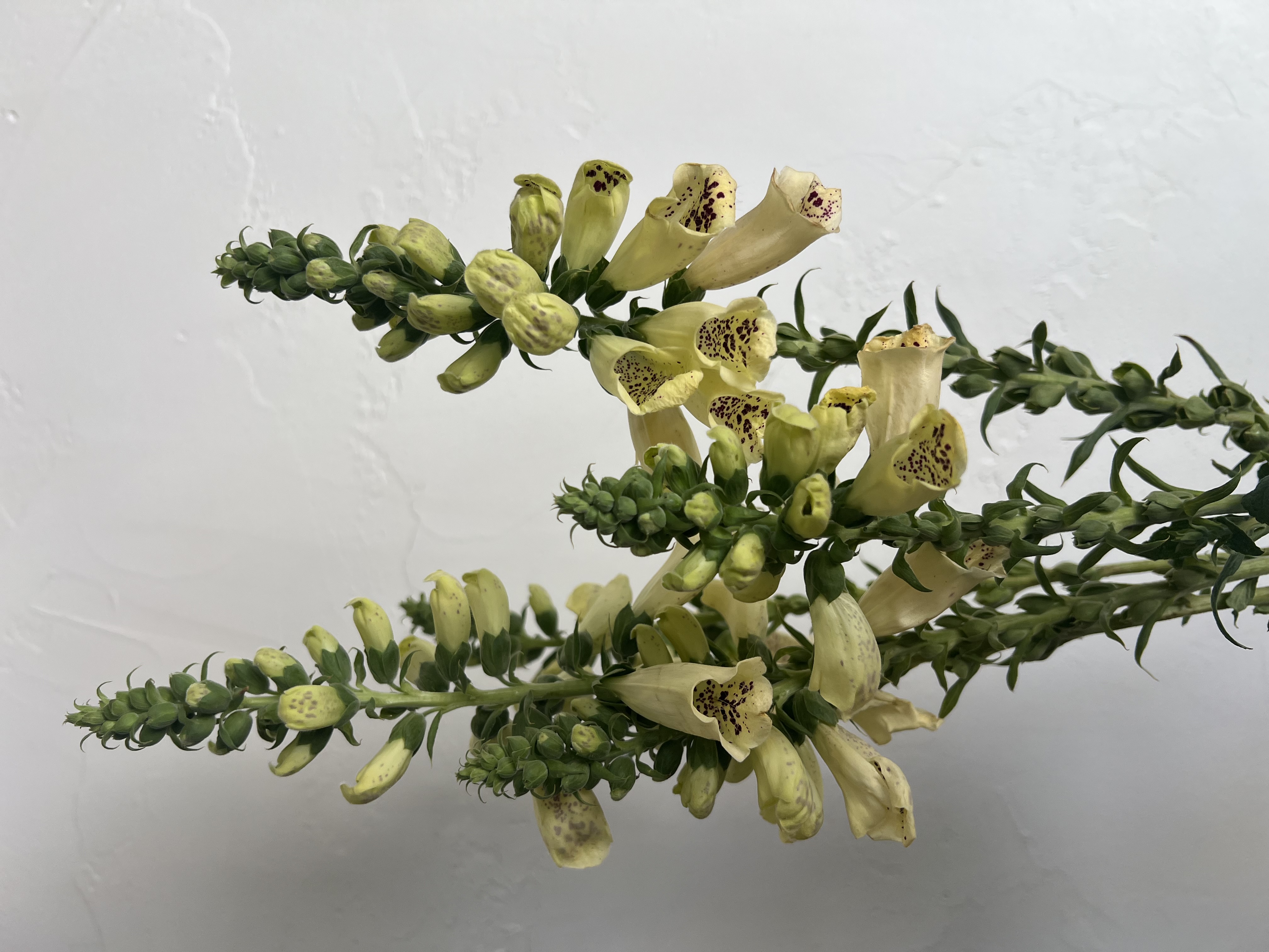 DIGITALIS purpurea Dalmatian