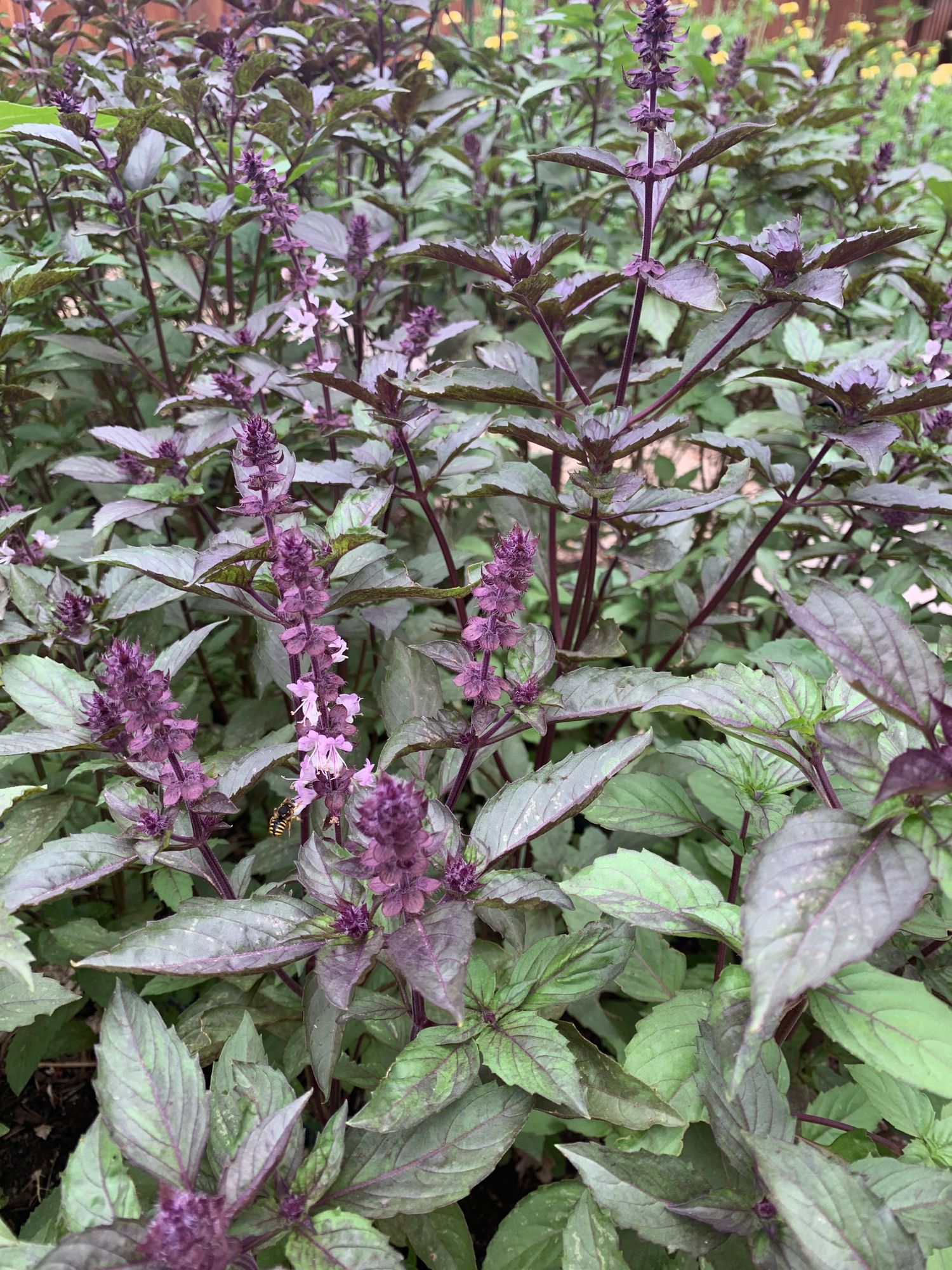 OCIMUM basilicum Aromatto