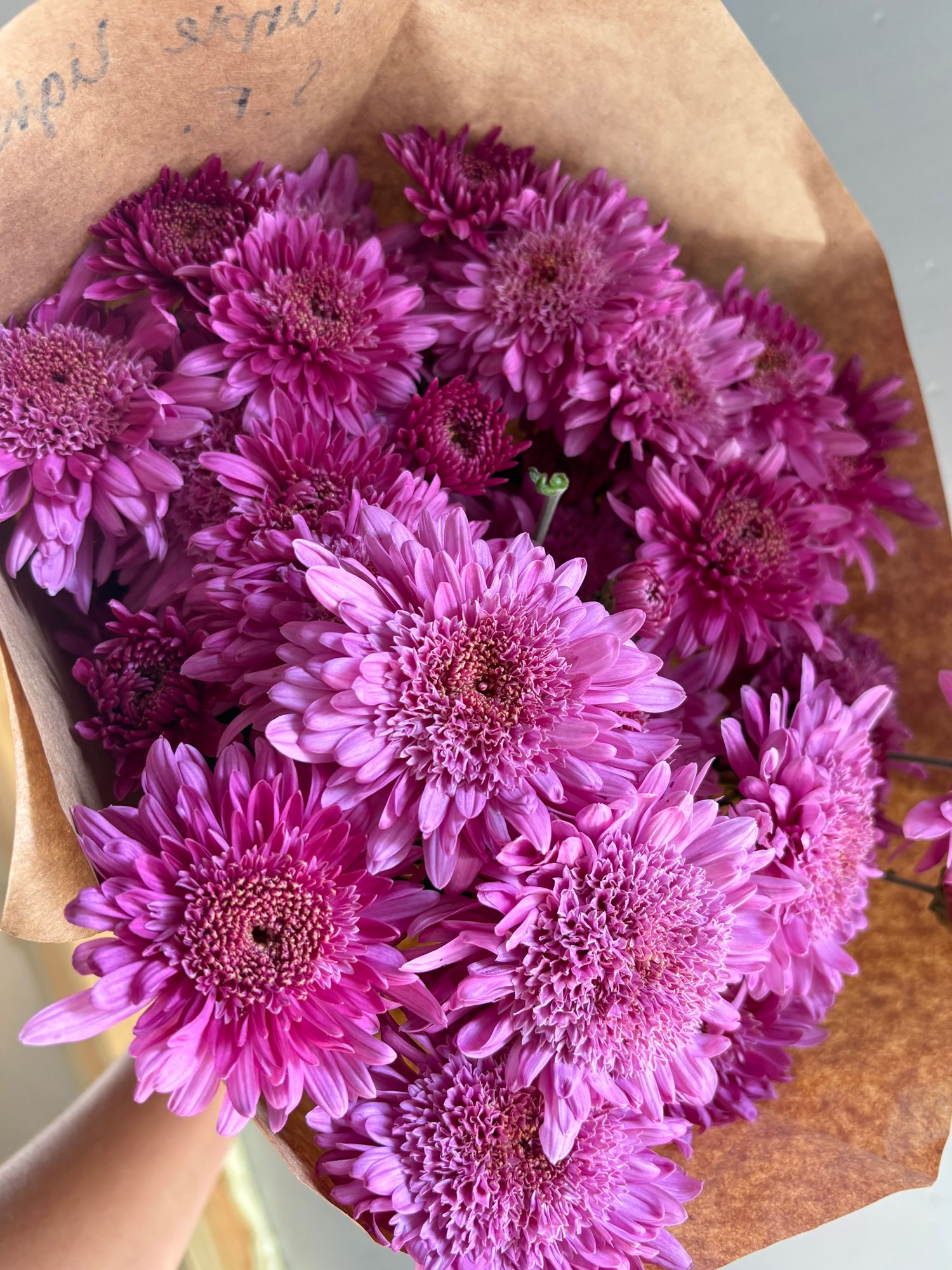 CHRYSANTHEMUM x Purple Light