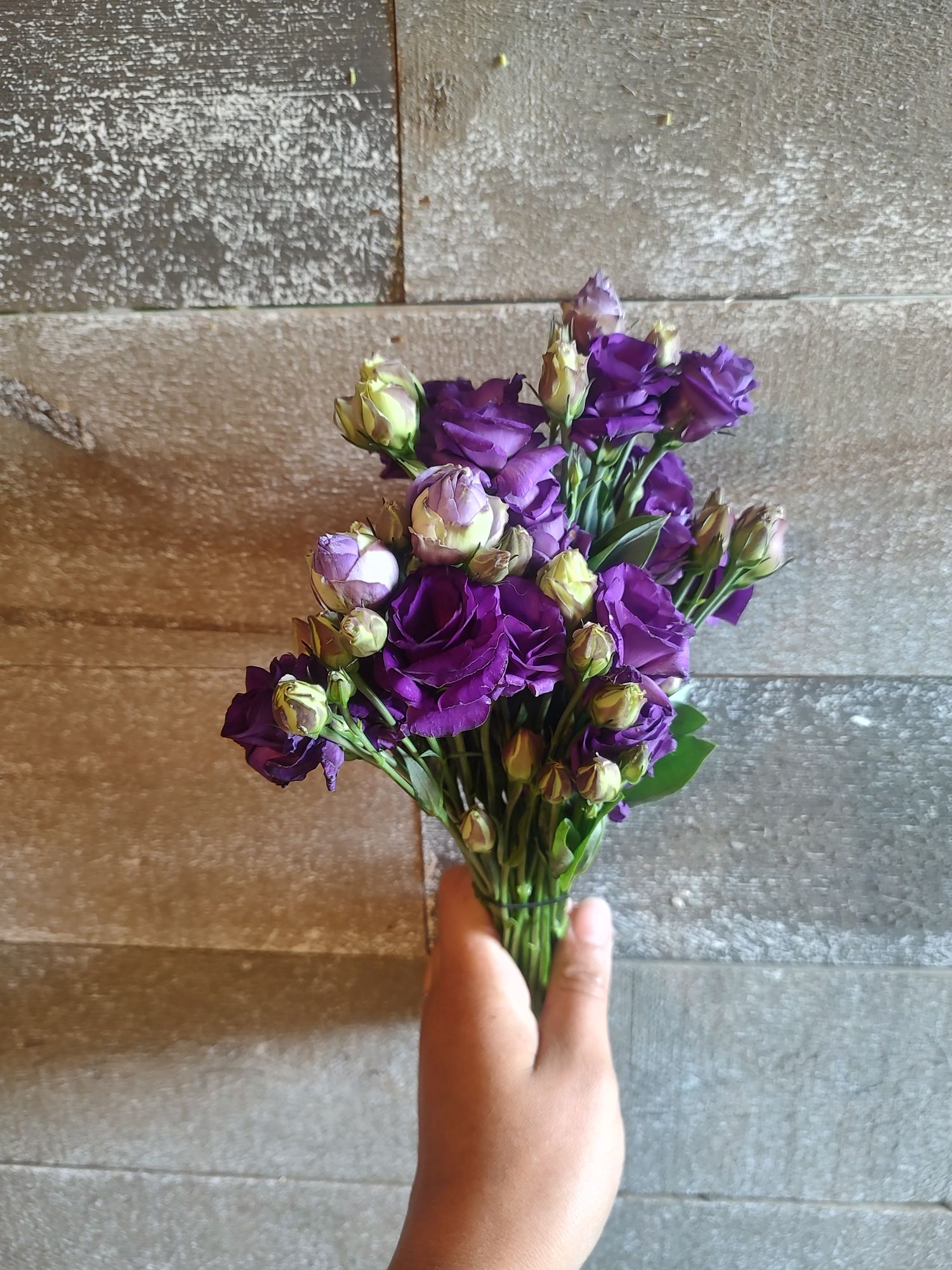 EUSTOMA grandiflorum Doublini