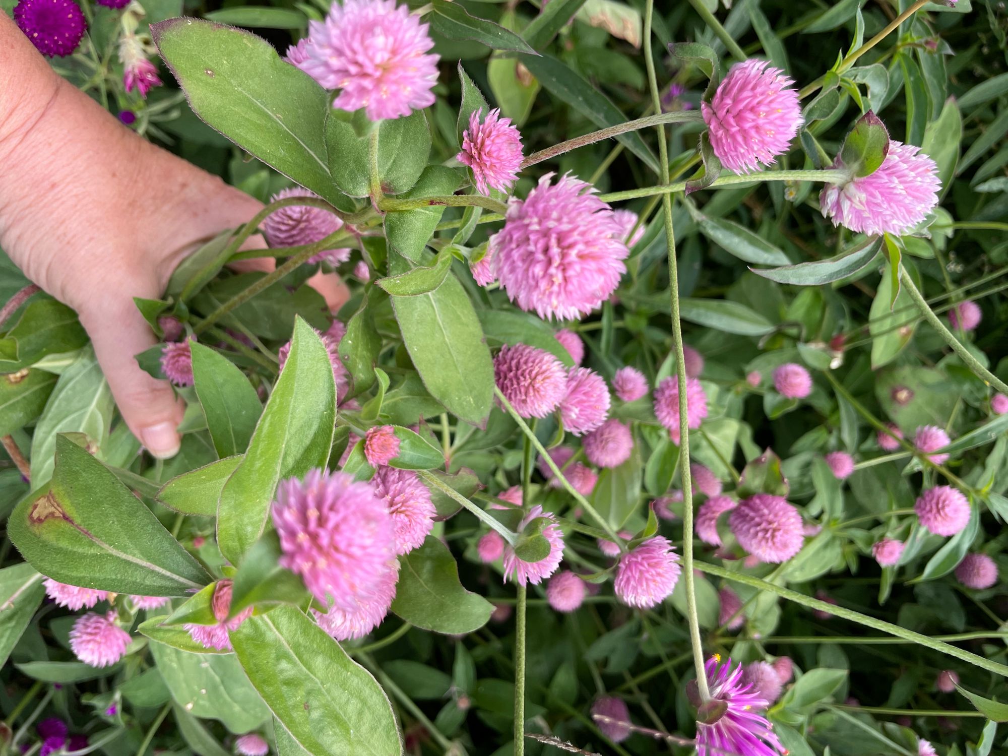 GOMPHRENA globosa QIS