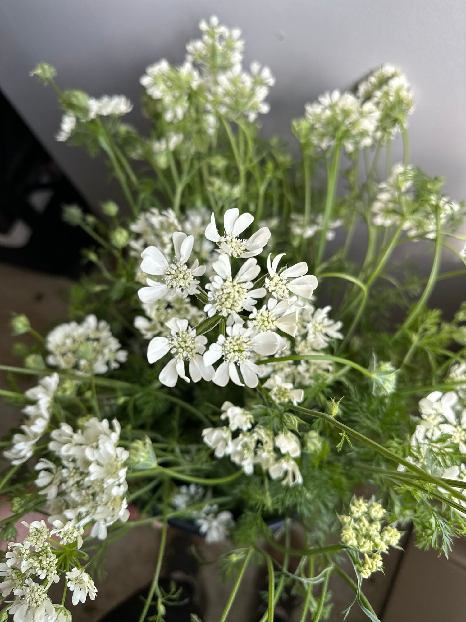 ORLAYA grandiflora