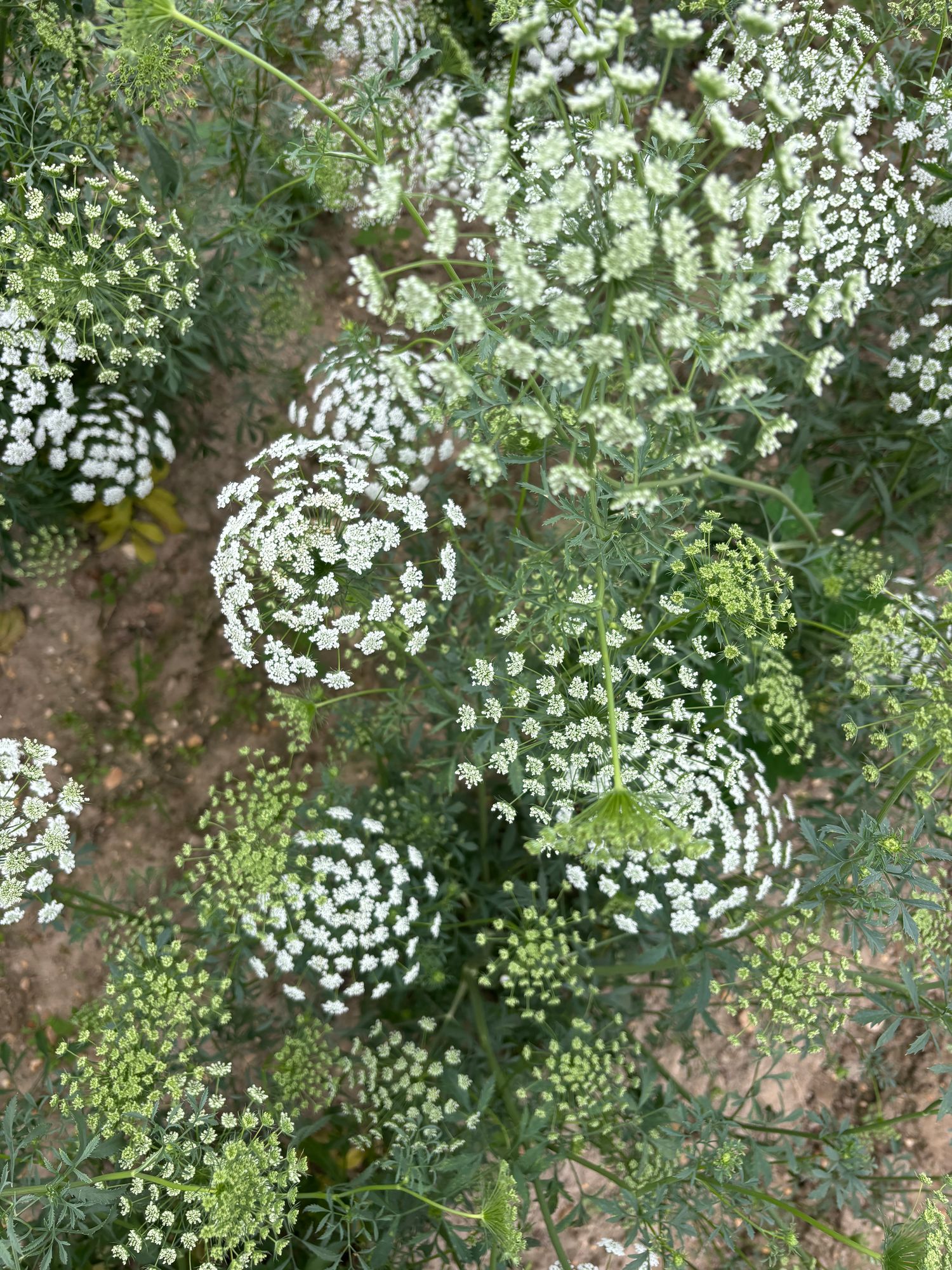 AMMI majus White Dill