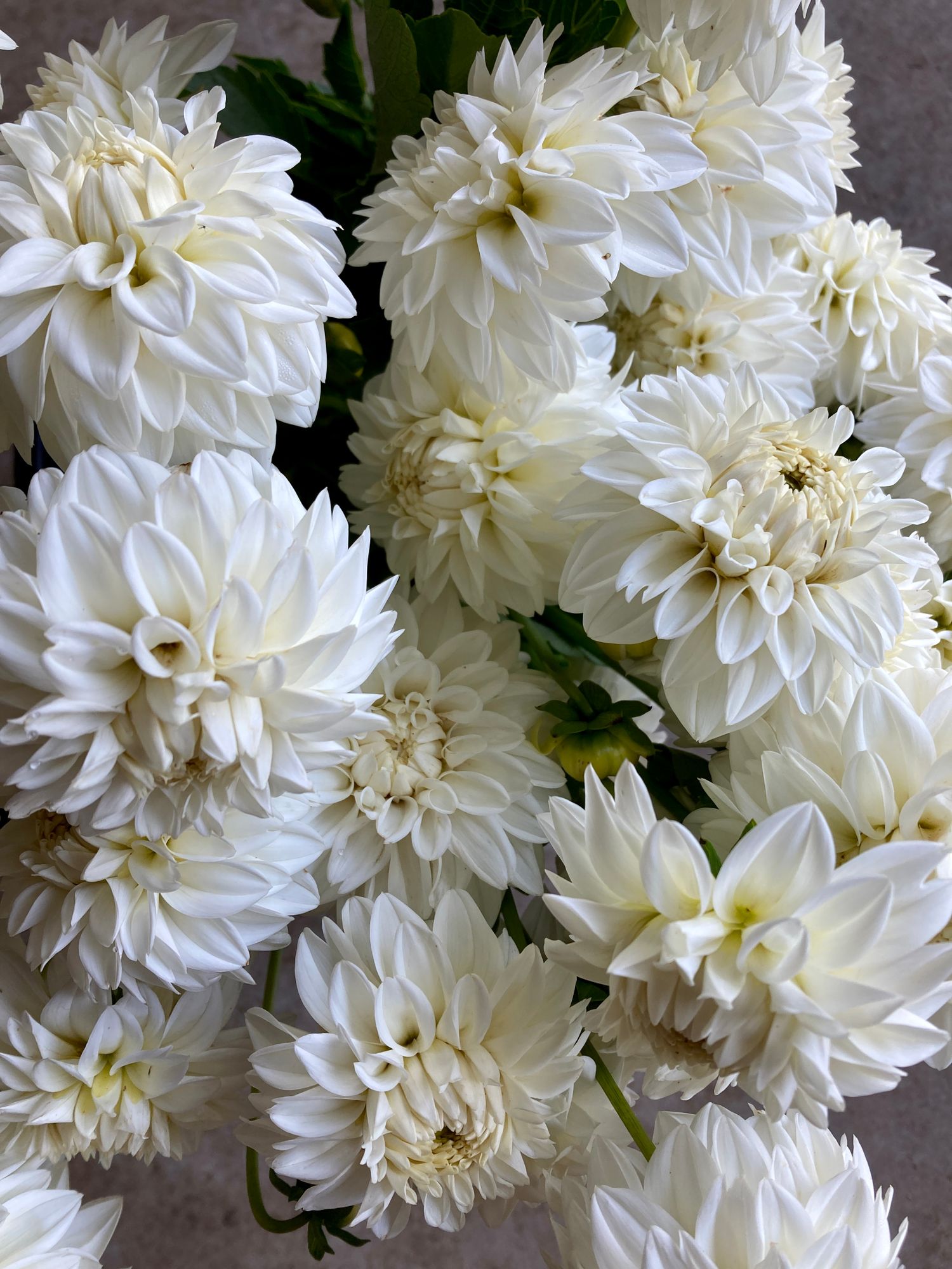 DAHLIA Blizzard