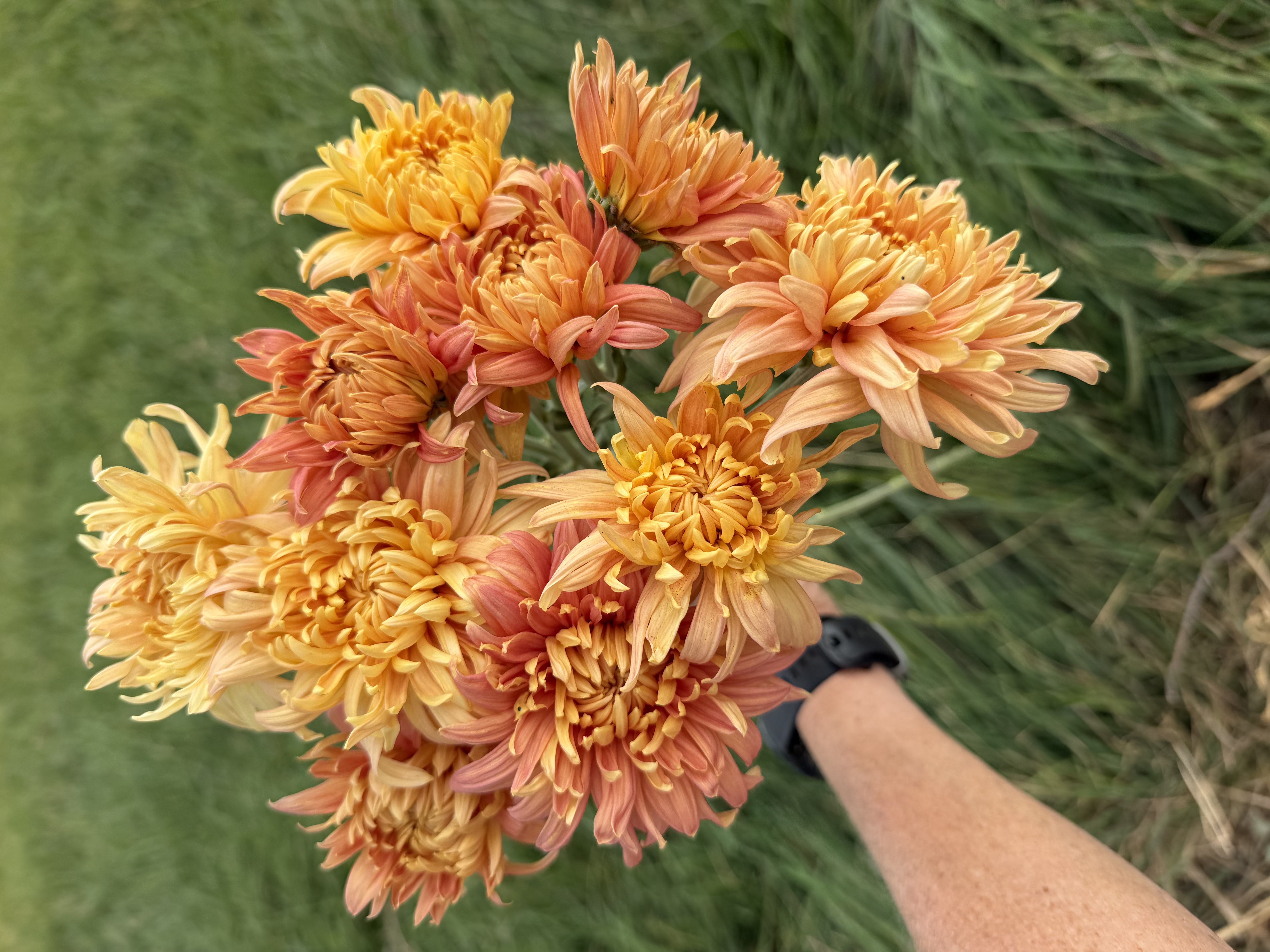 CHRYSANTHEMUM Fall Charm