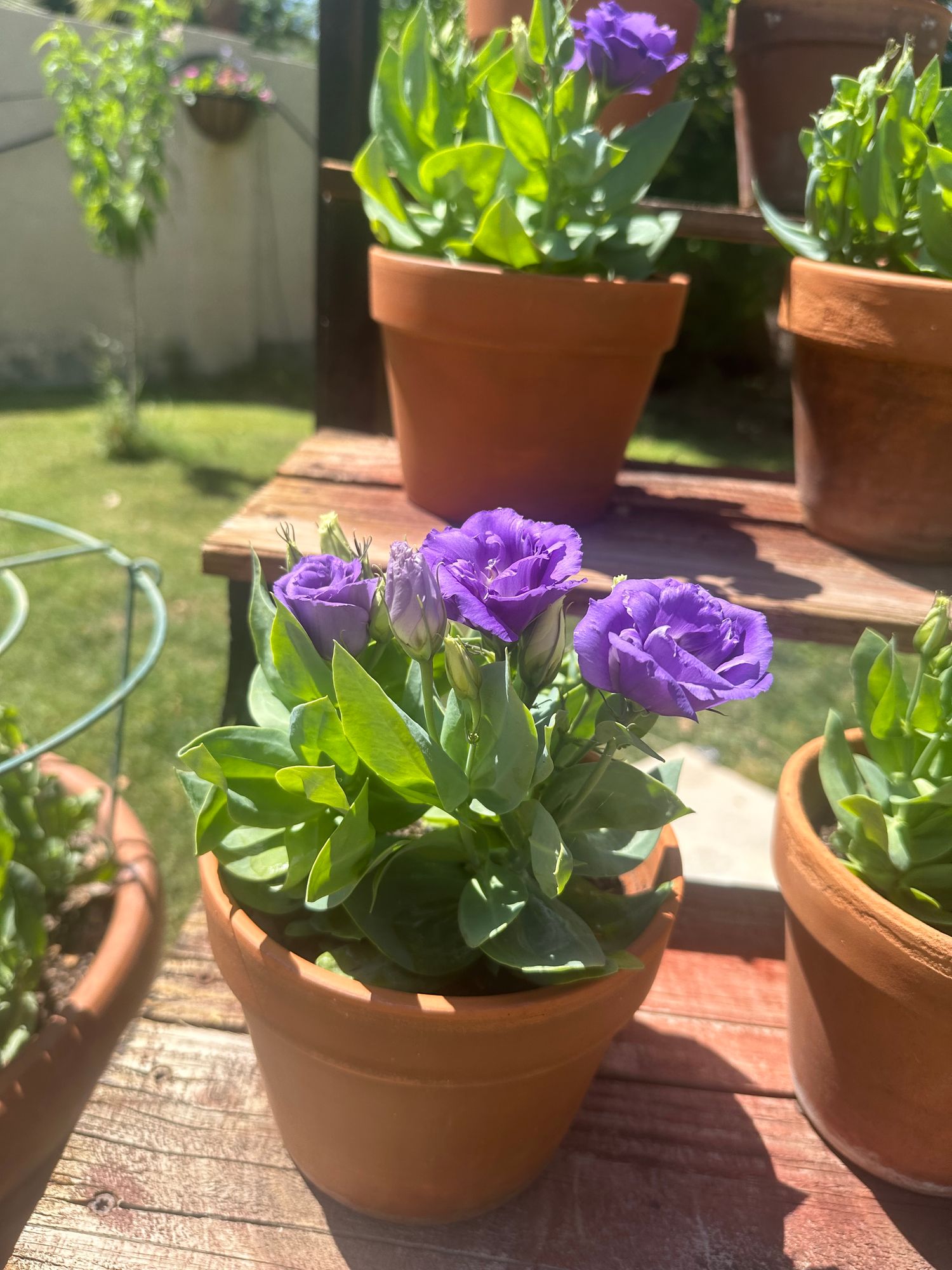 Potted lisianthus