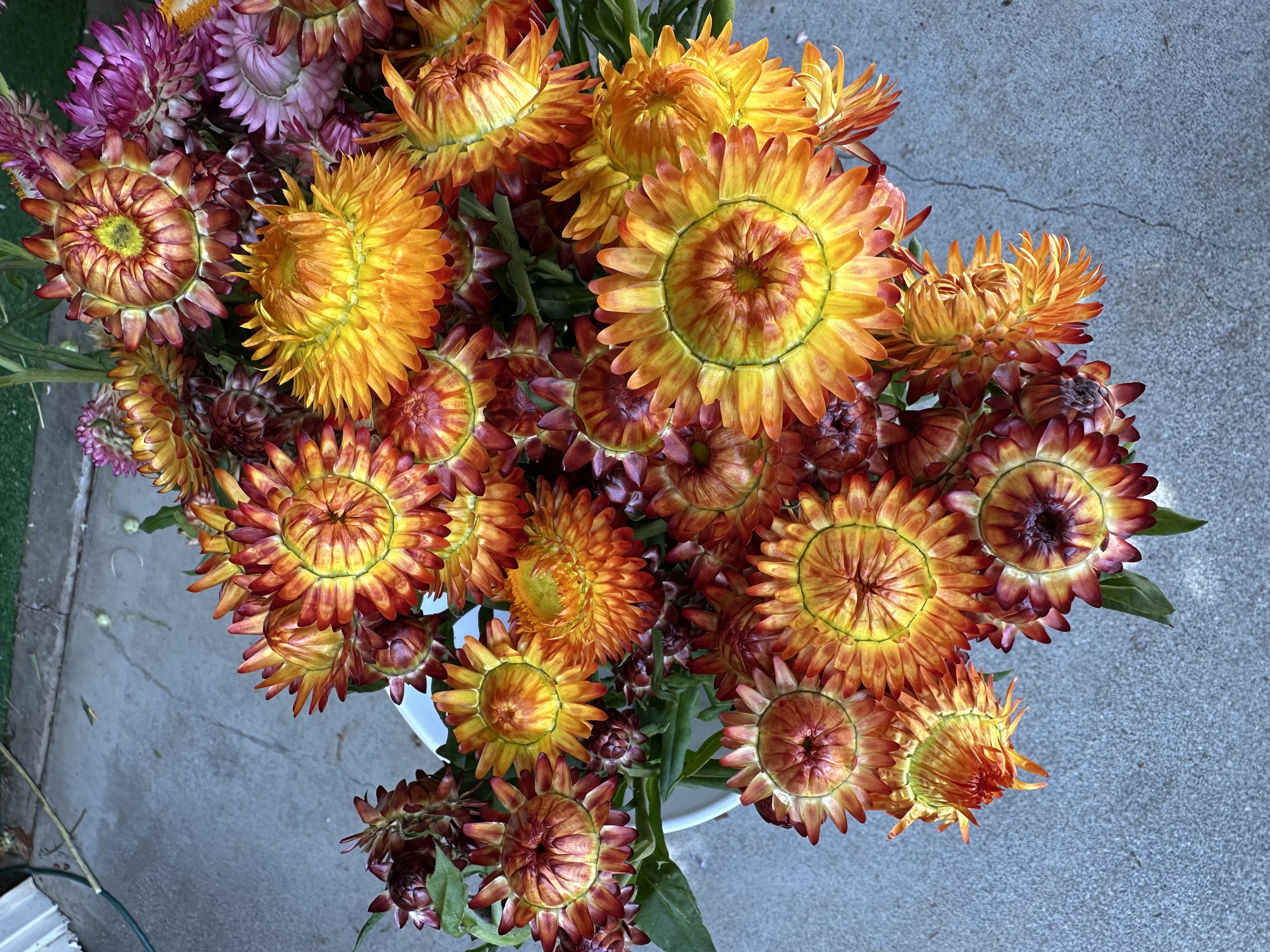 HELICHRYSUM bracteatum Seashells Mix