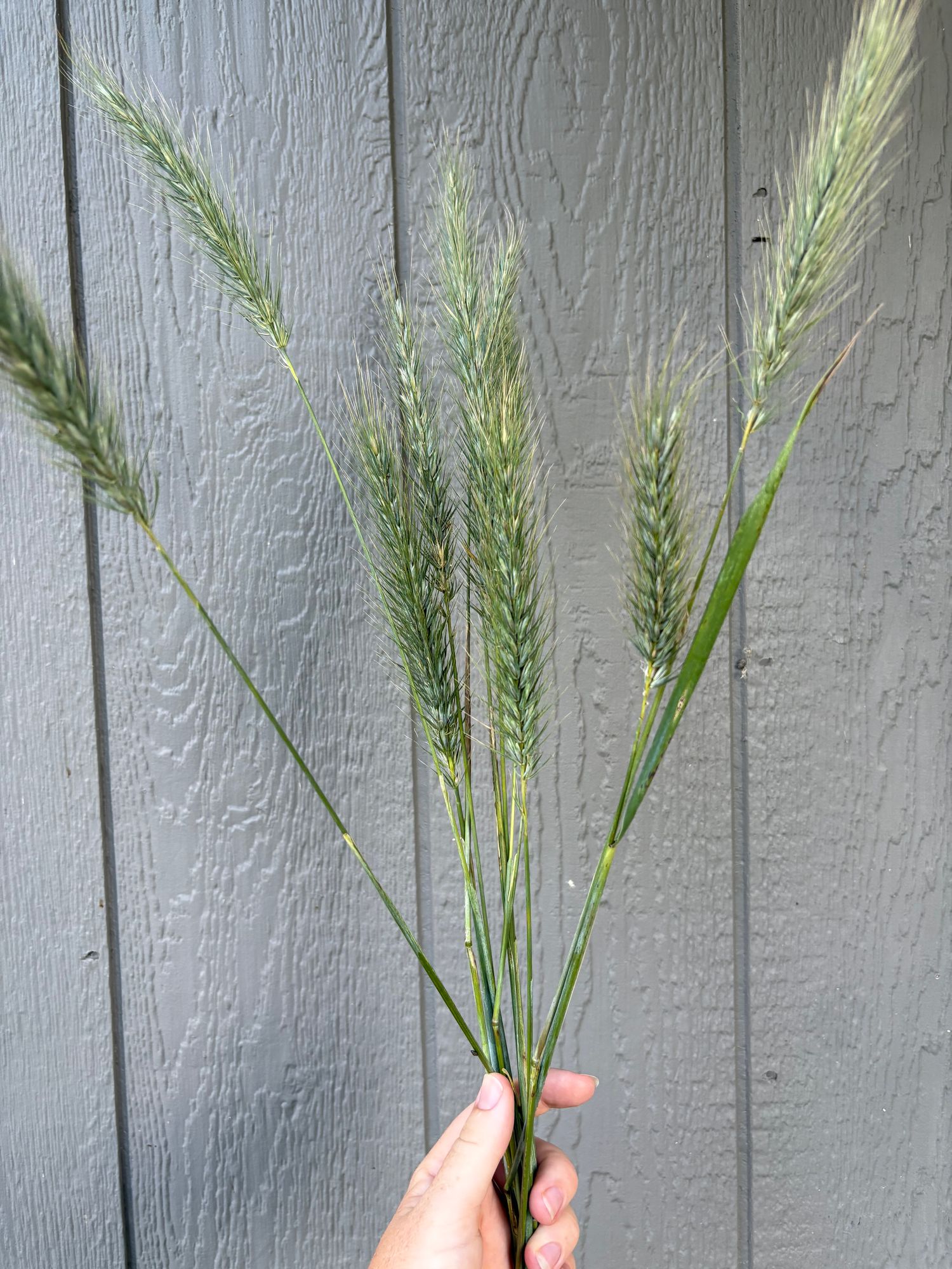ELYMUS arenarius
