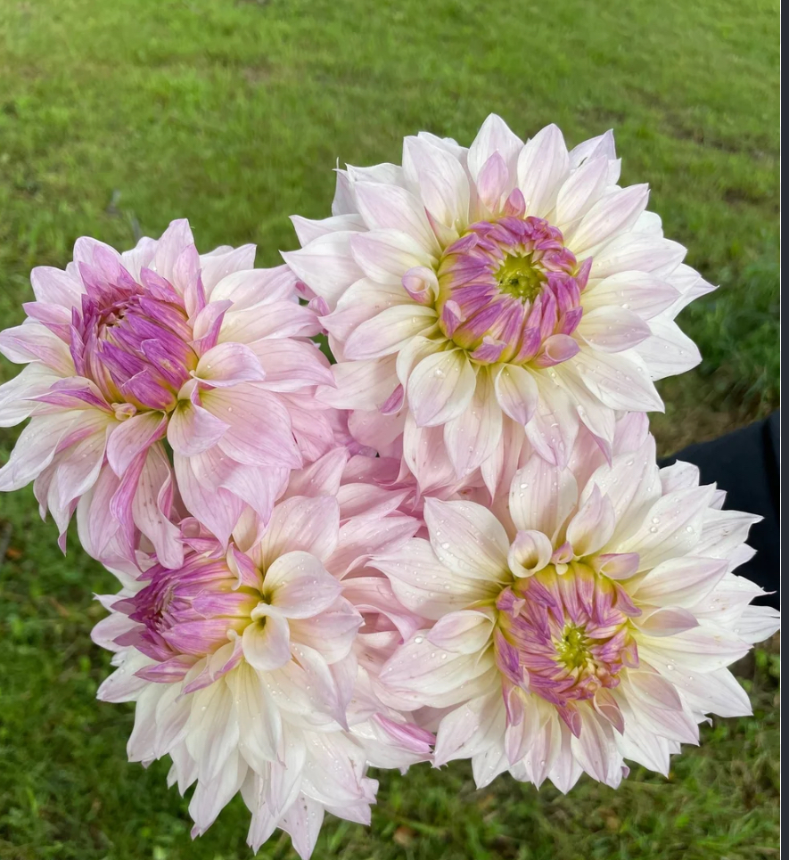 DAHLIA Bloomquist Compare