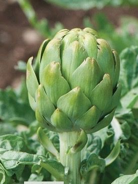 CYNARA cardunculus var. scolymus