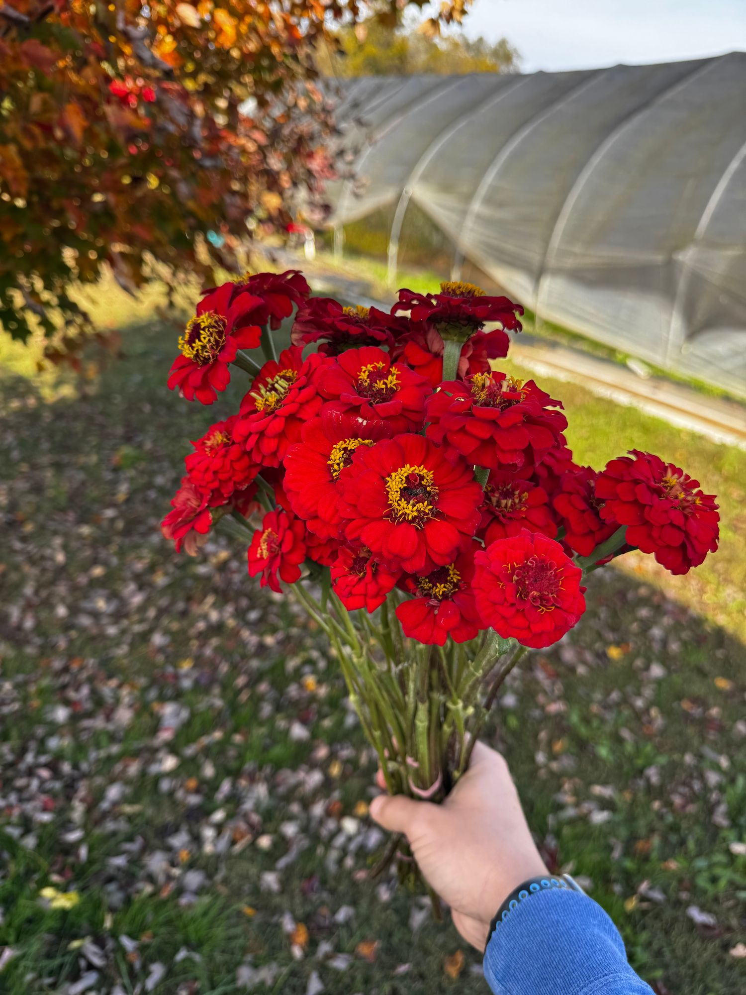 ZINNIA elegans Oklahoma Series