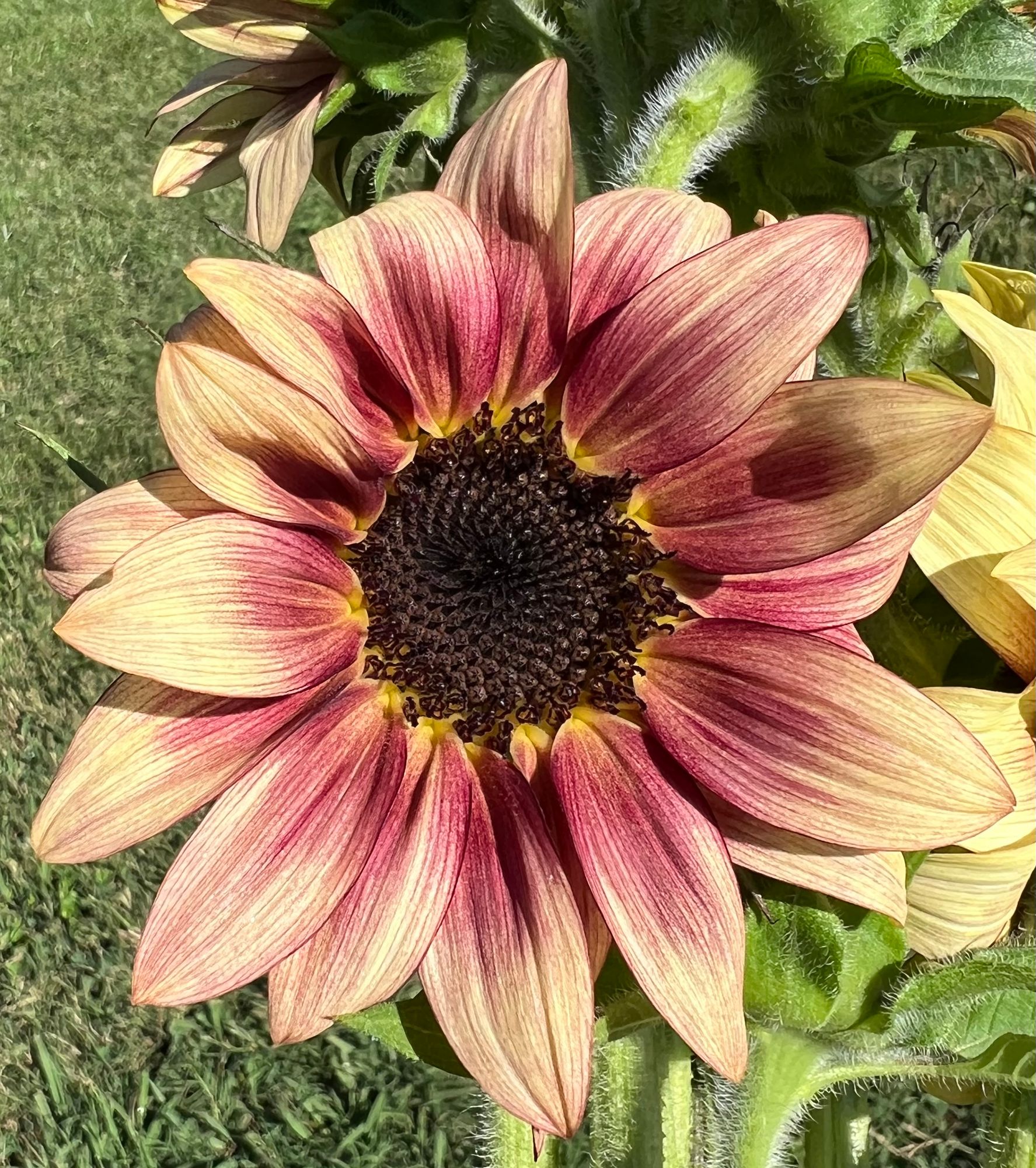HELIANTHUS annuus ProCut Plum