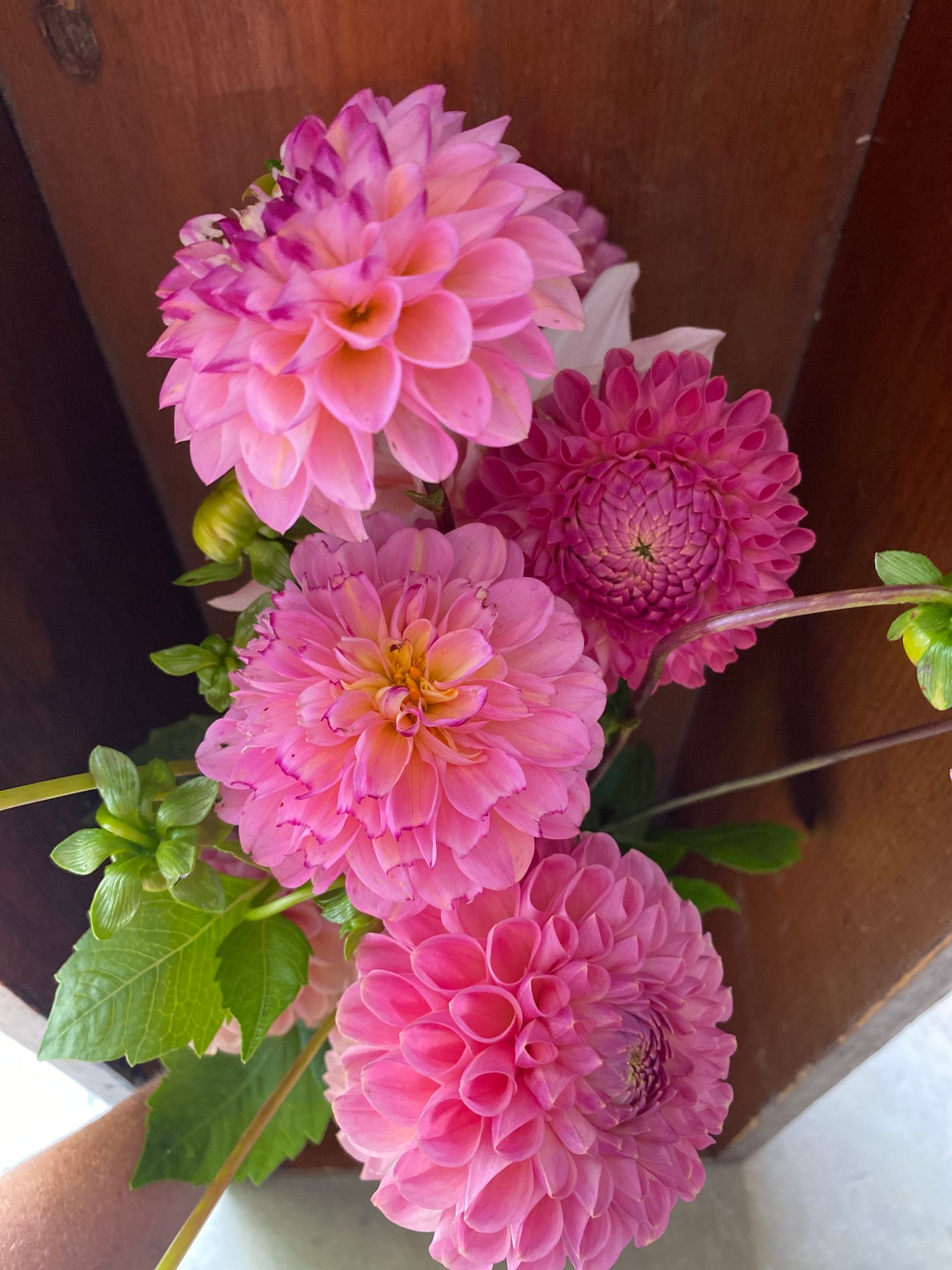 DAHLIA Light Wizard