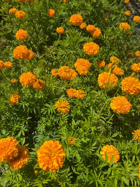 TAGETES erecta Coco