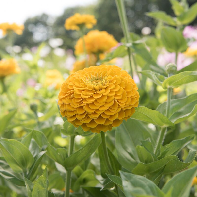 ZINNIA elegans Benarys Giant