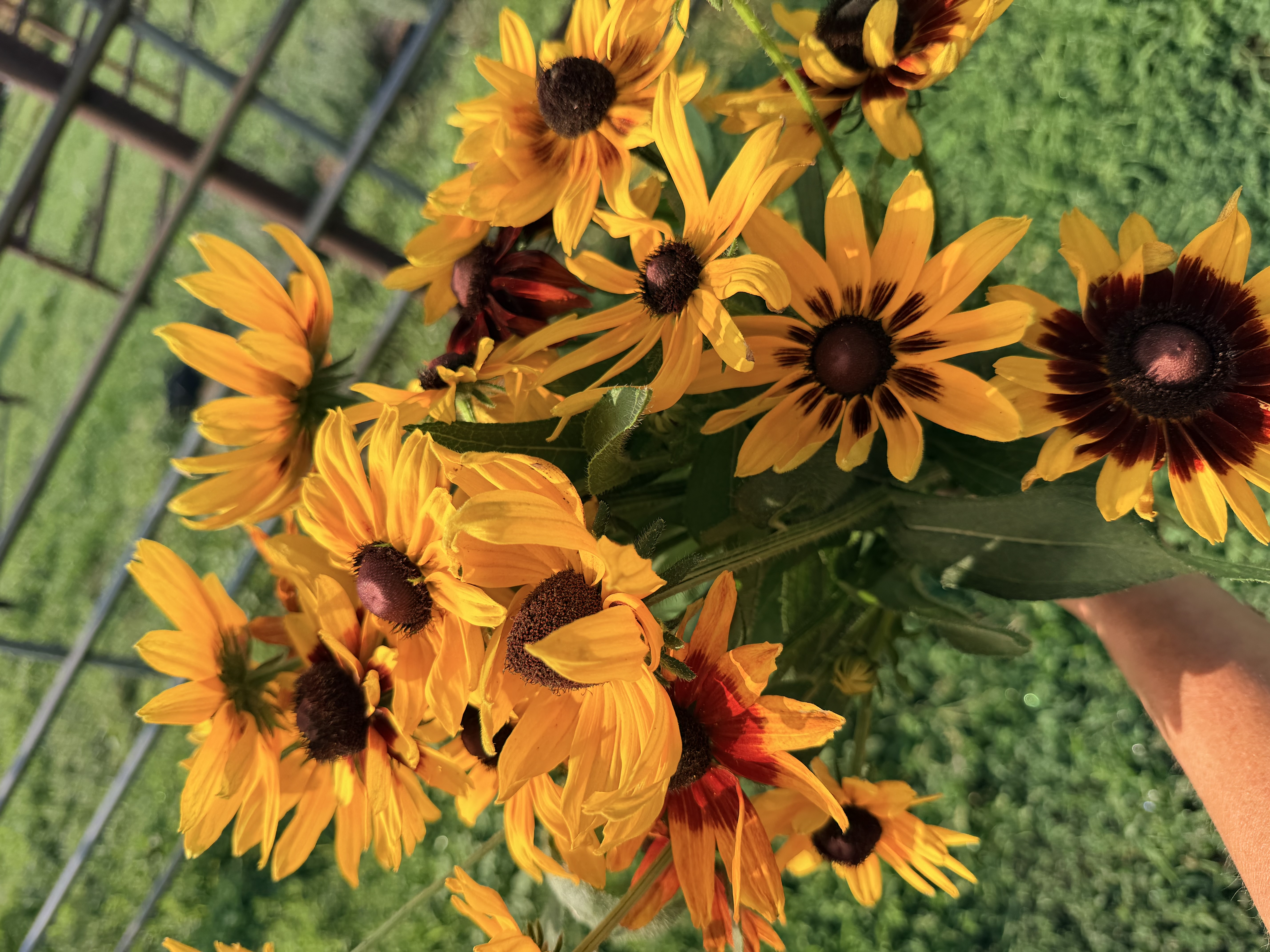RUDBECKIA hirta Autumn Colors