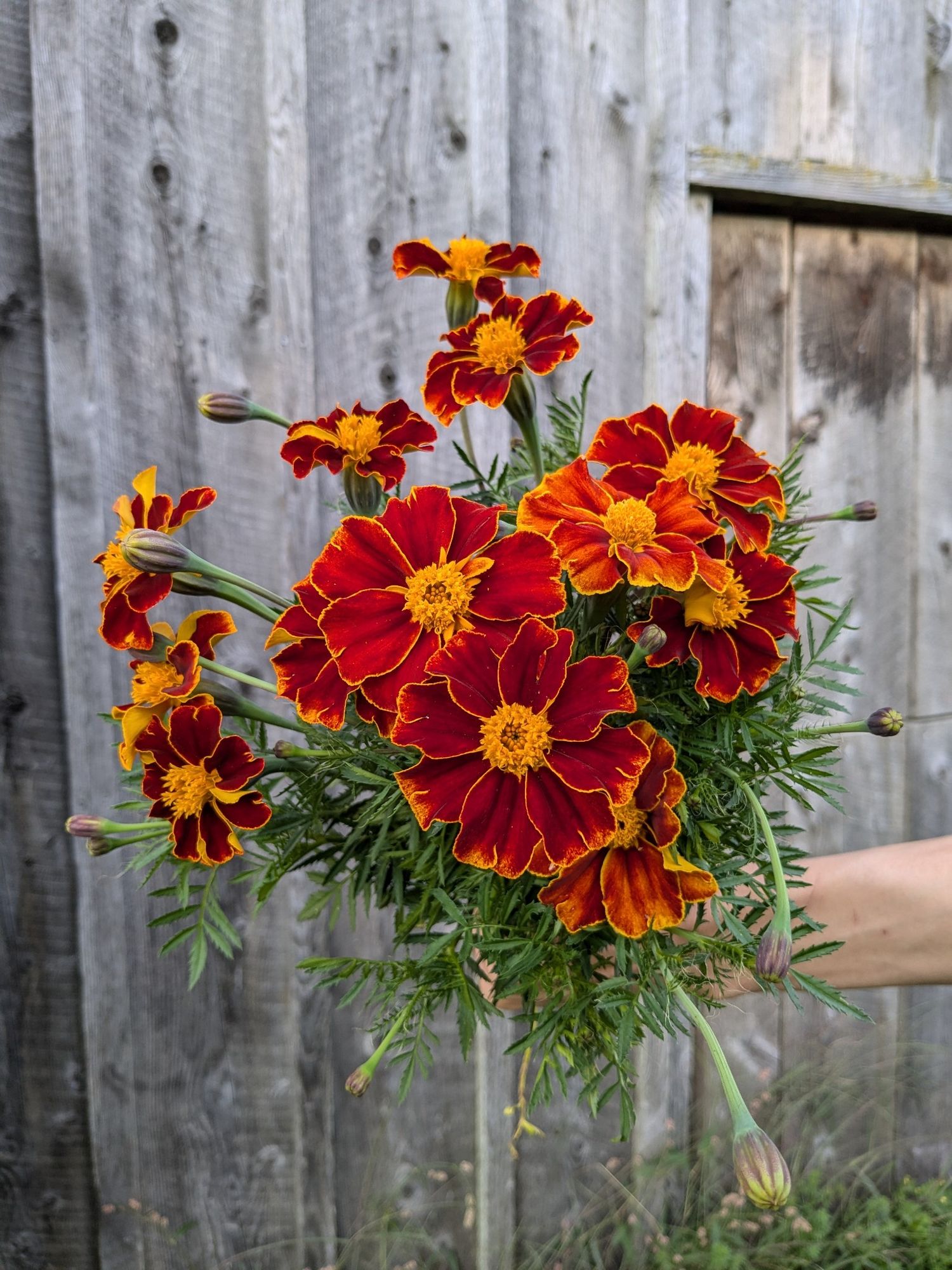 TAGETES patula