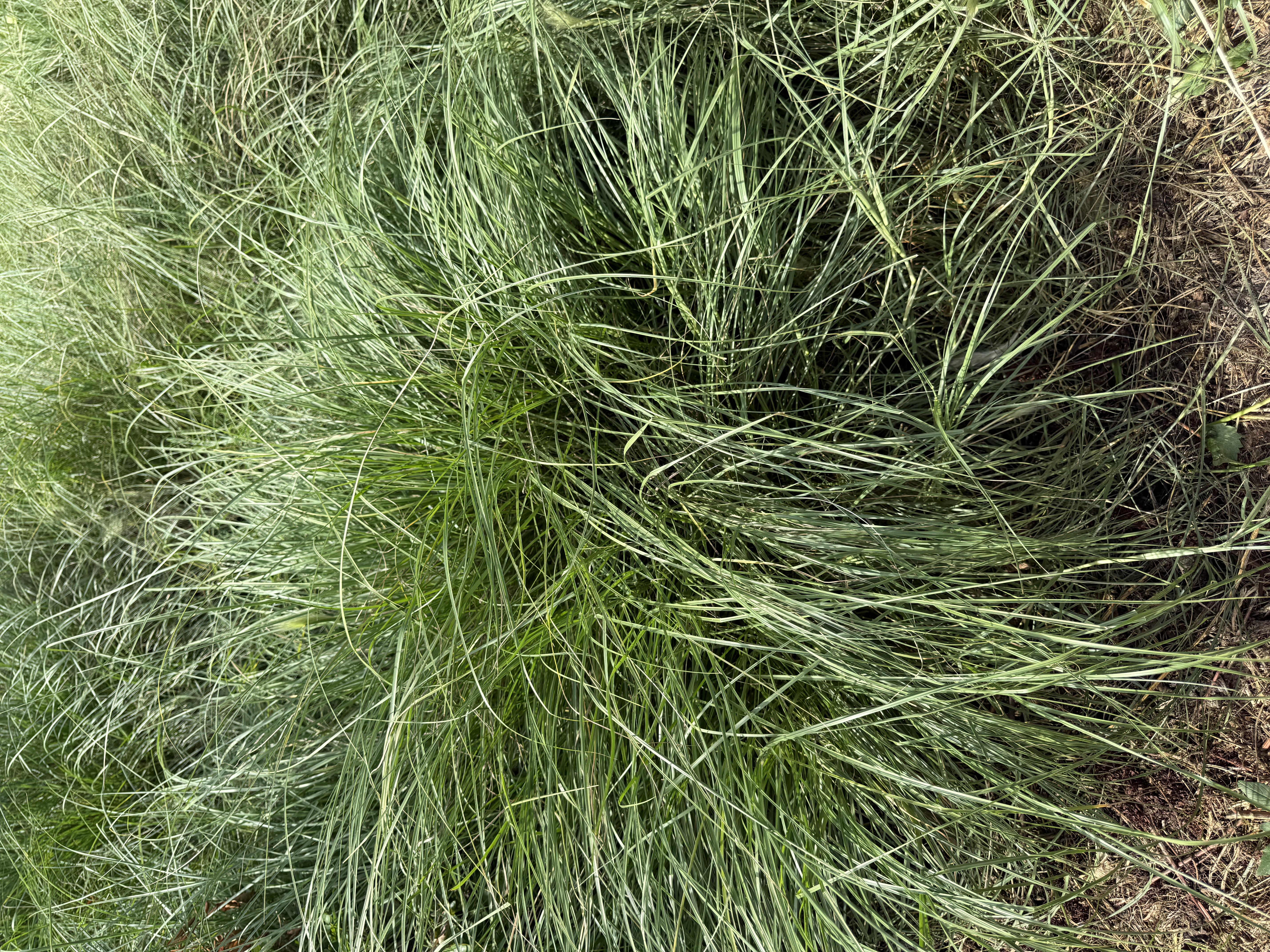 CENCHRUS longisetus Feathertop