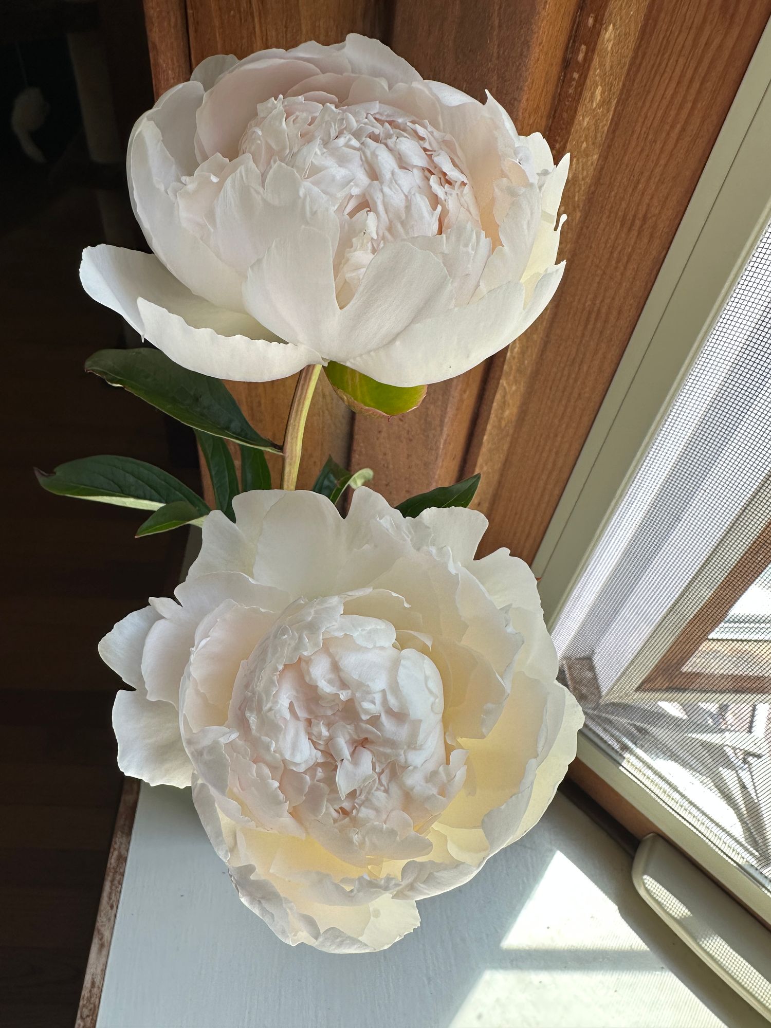 PAEONIA lactiflora Bowl of Cream