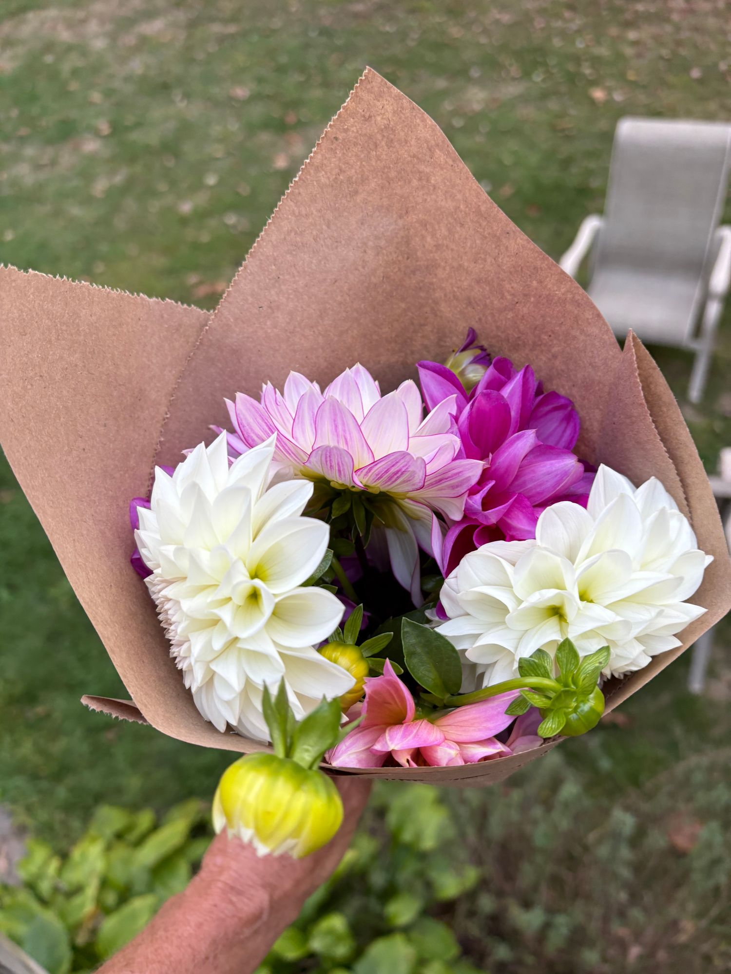 DAHLIA