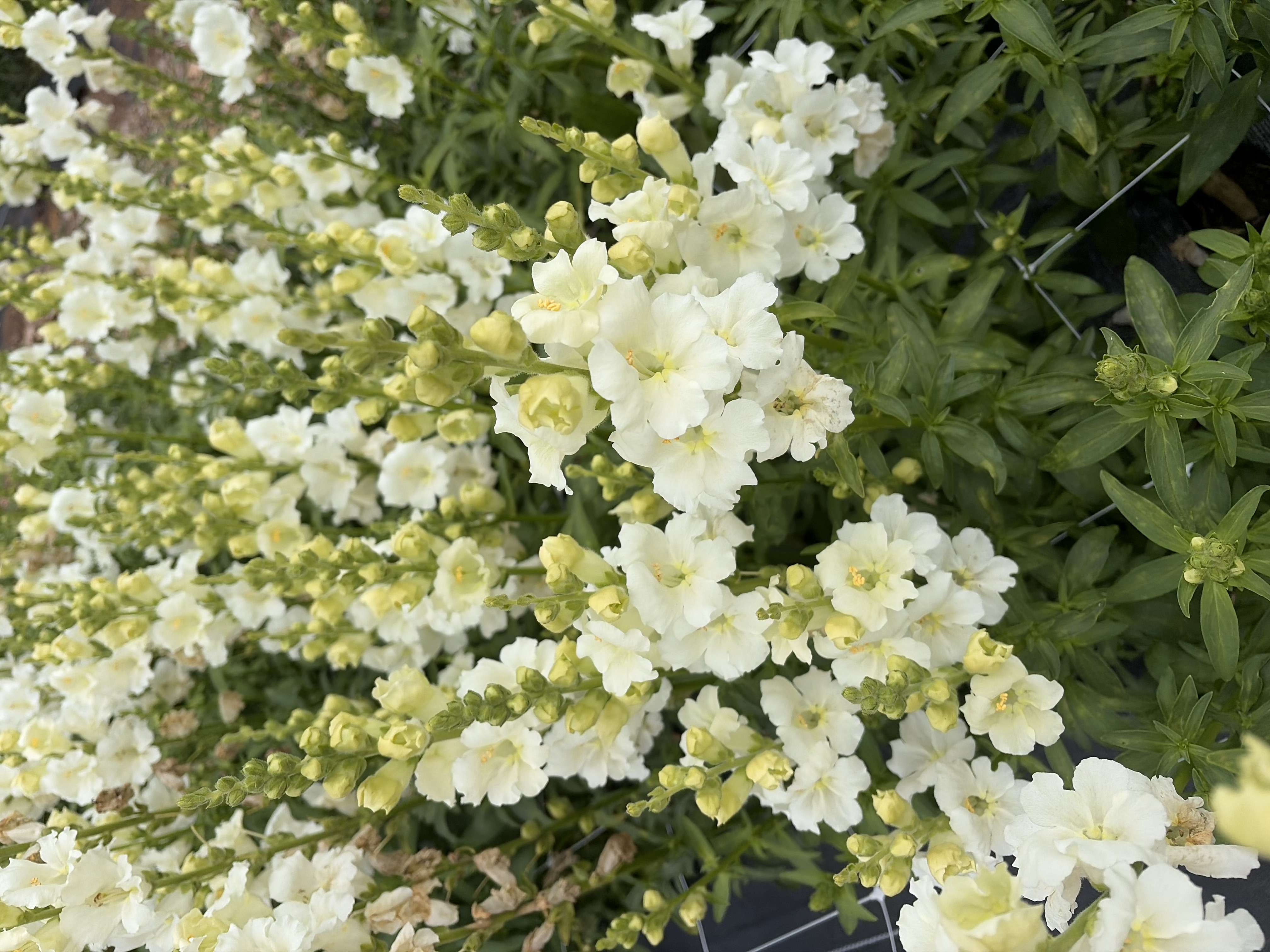 ANTIRRHINUM majus Chantilly White