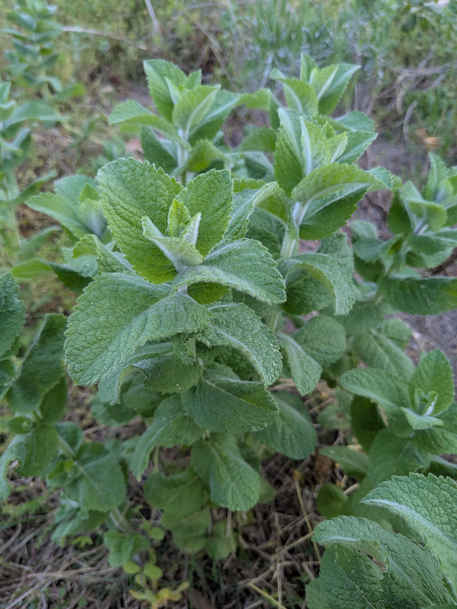 MENTHA suaveolens